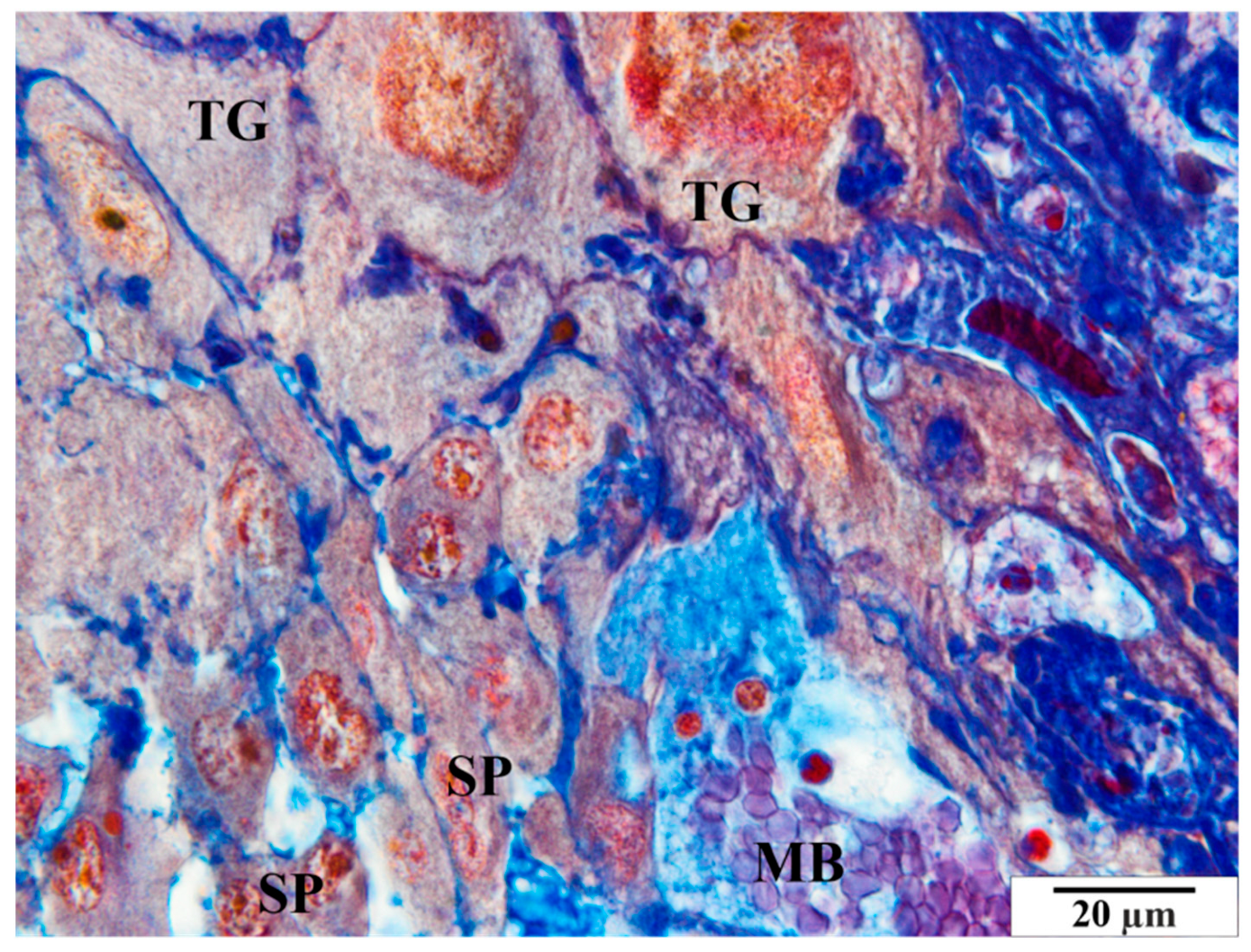 Vetsci 11 00018 g005 Vetsci 11 00018 g005