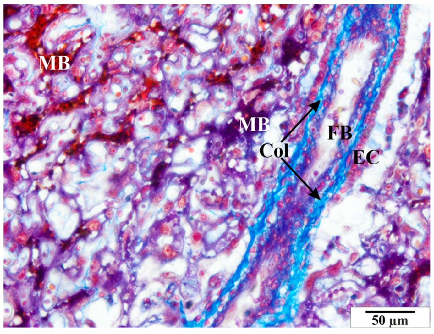 Vetsci 11 00018 g006 Vetsci 11 00018 g006