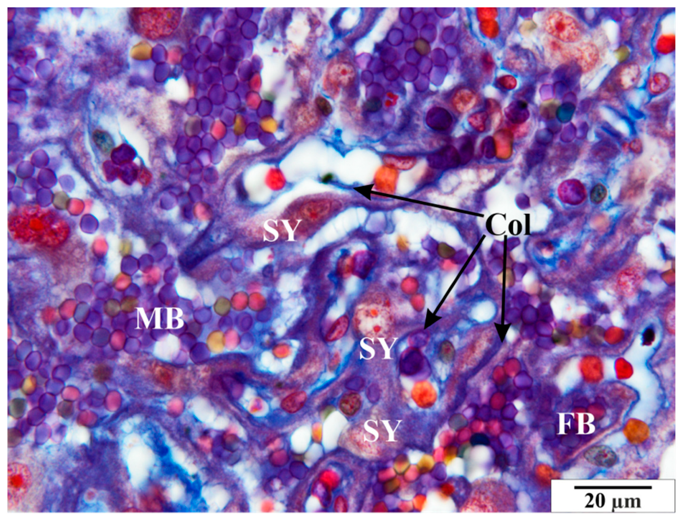 Vetsci 11 00018 g007 Vetsci 11 00018 g007