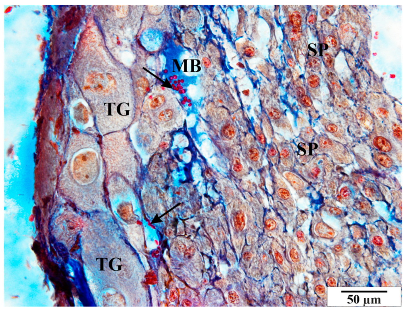 Vetsci 11 00018 g010 Vetsci 11 00018 g010