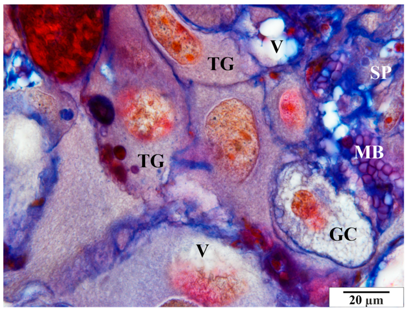 Vetsci 11 00018 g011 Vetsci 11 00018 g011