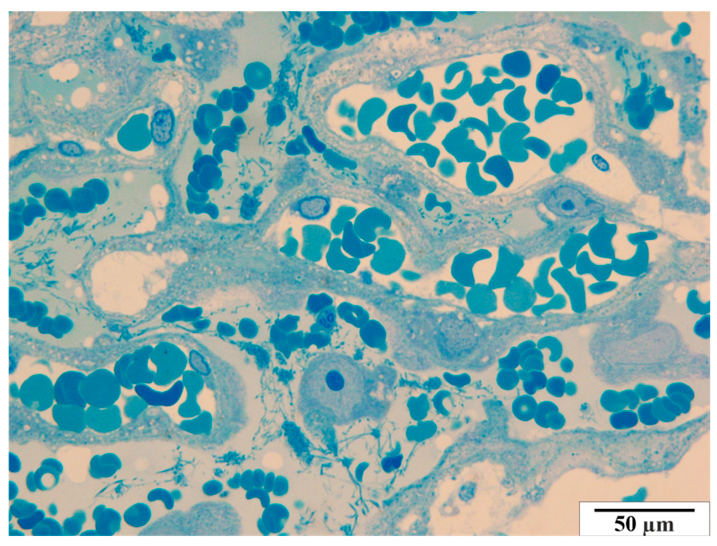 Vetsci 11 00018 g012 Vetsci 11 00018 g012