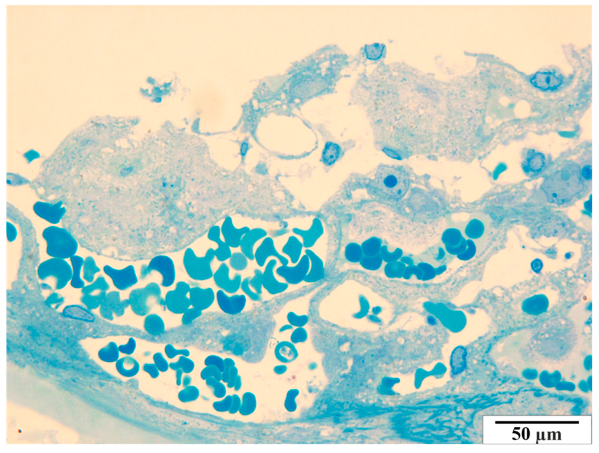 Vetsci 11 00018 g013 Vetsci 11 00018 g013