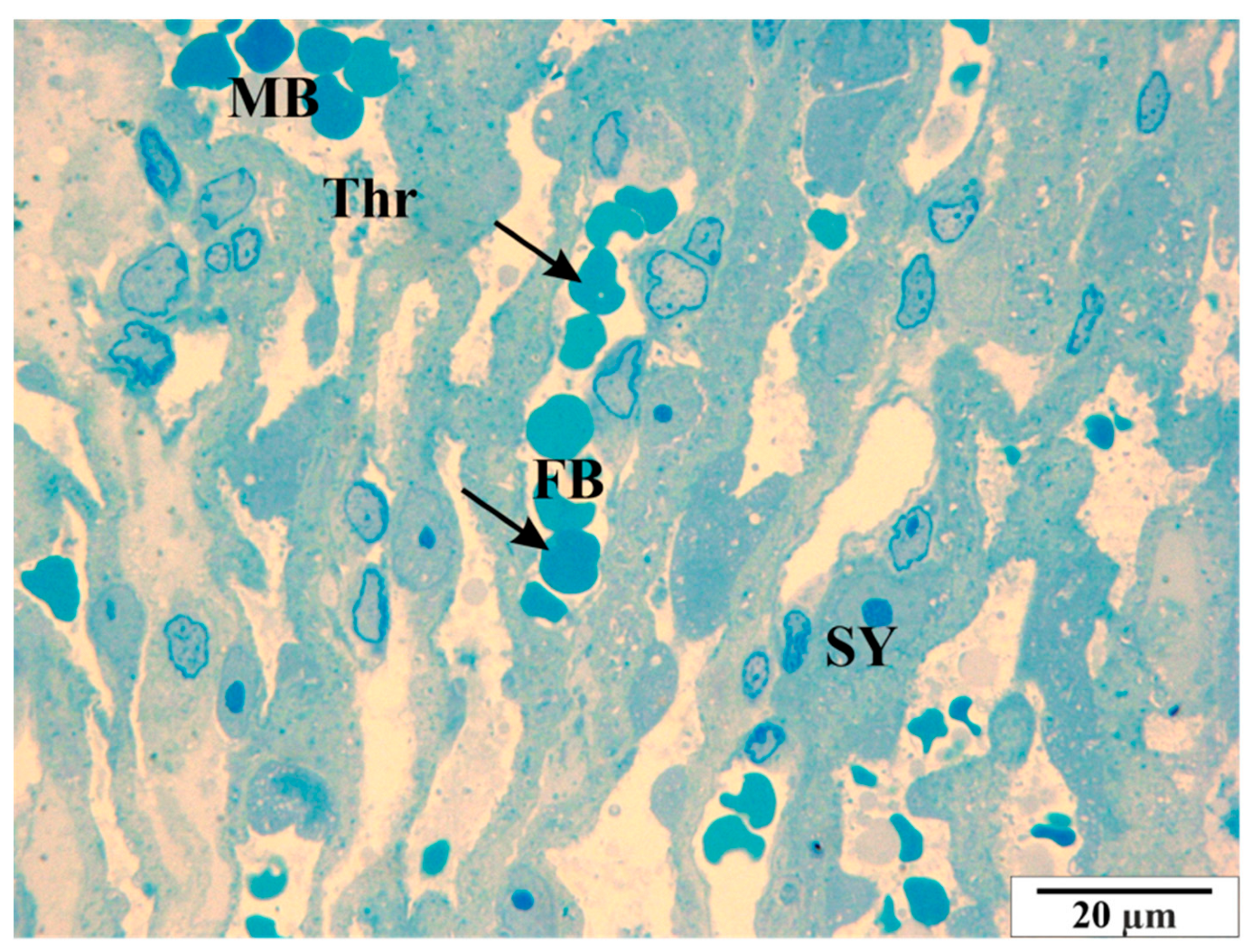 Vetsci 11 00018 g015 Vetsci 11 00018 g015