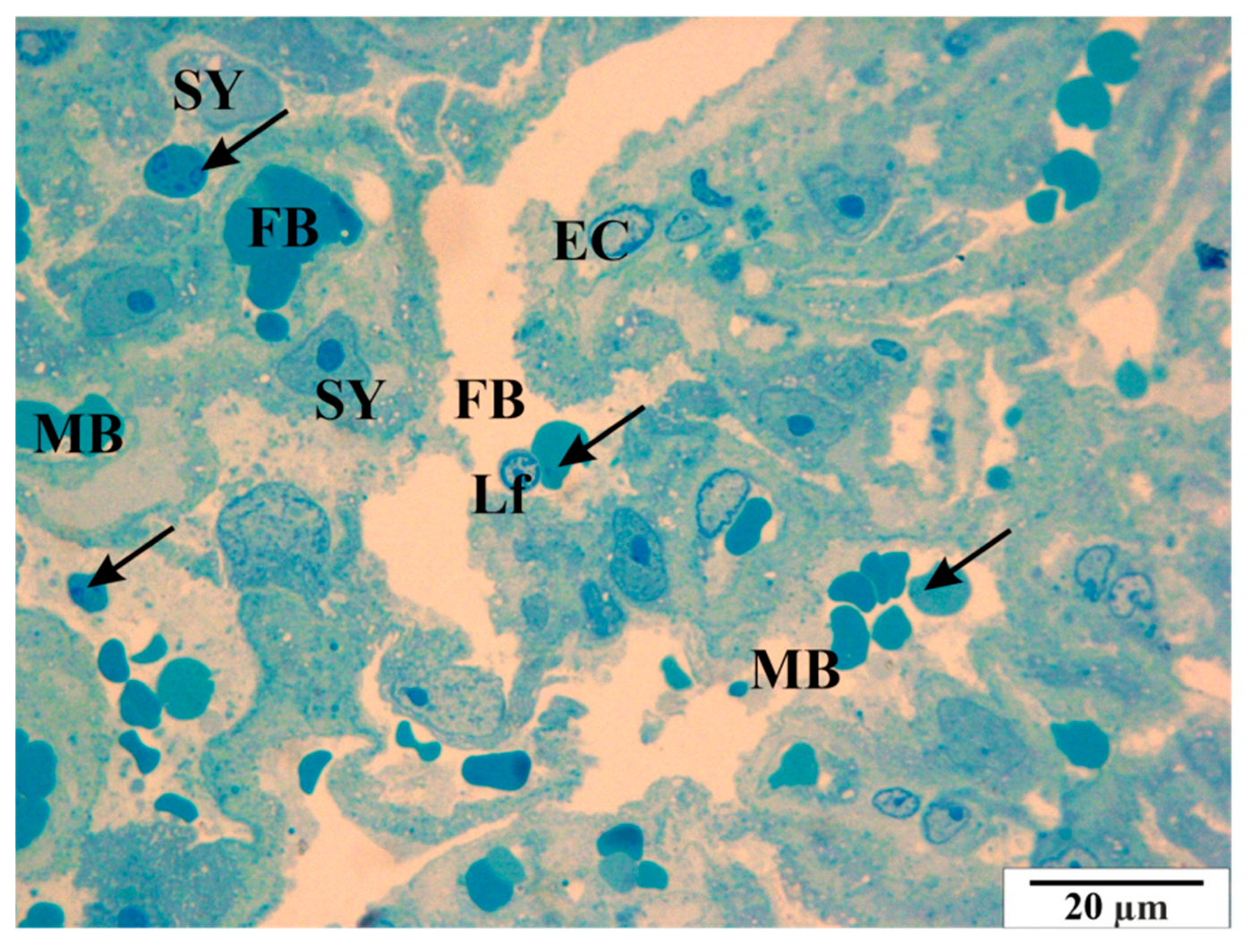 Vetsci 11 00018 g017 Vetsci 11 00018 g017