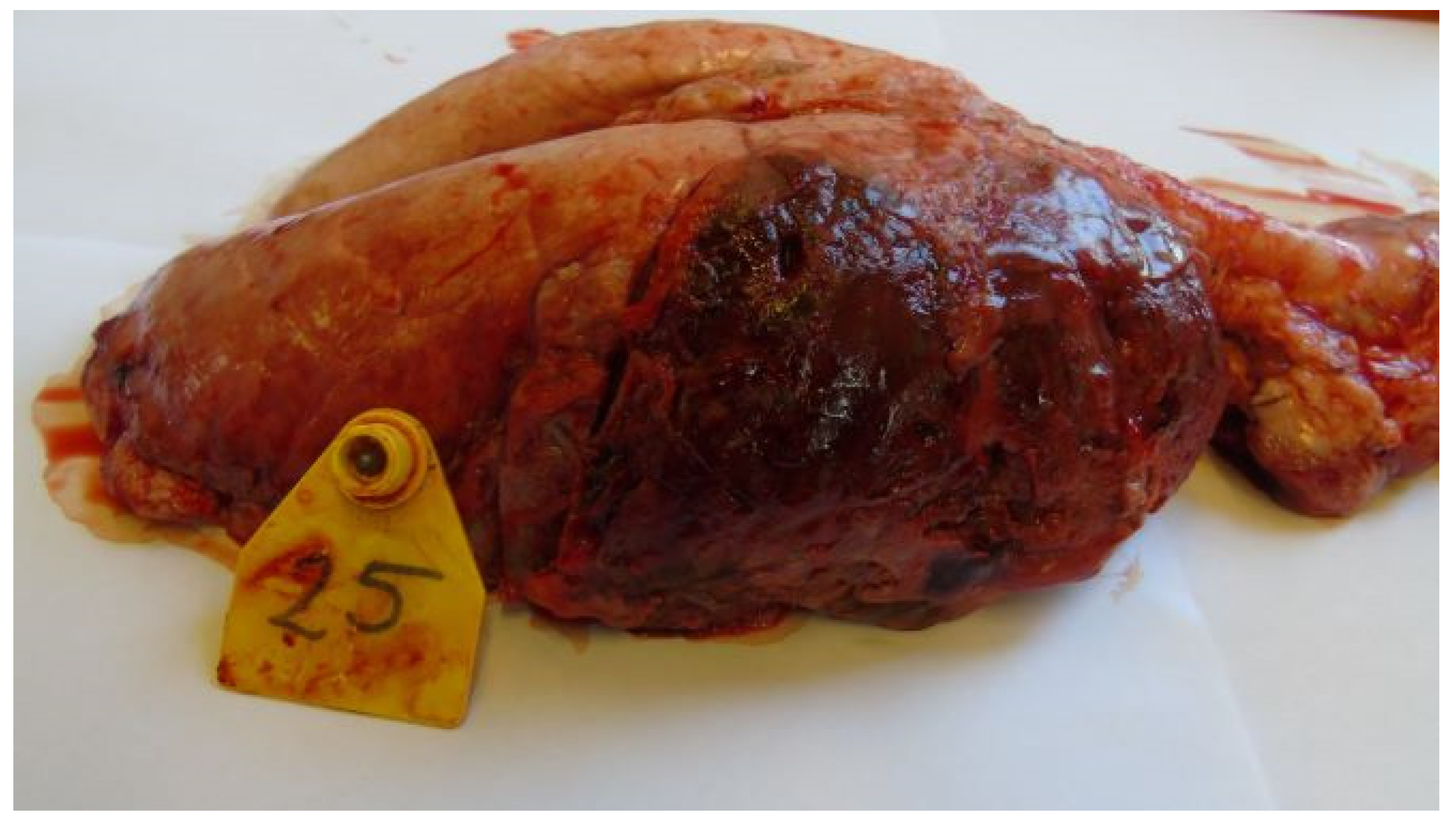 Vetsci 11 00062 g001 Vetsci 11 00062 g001