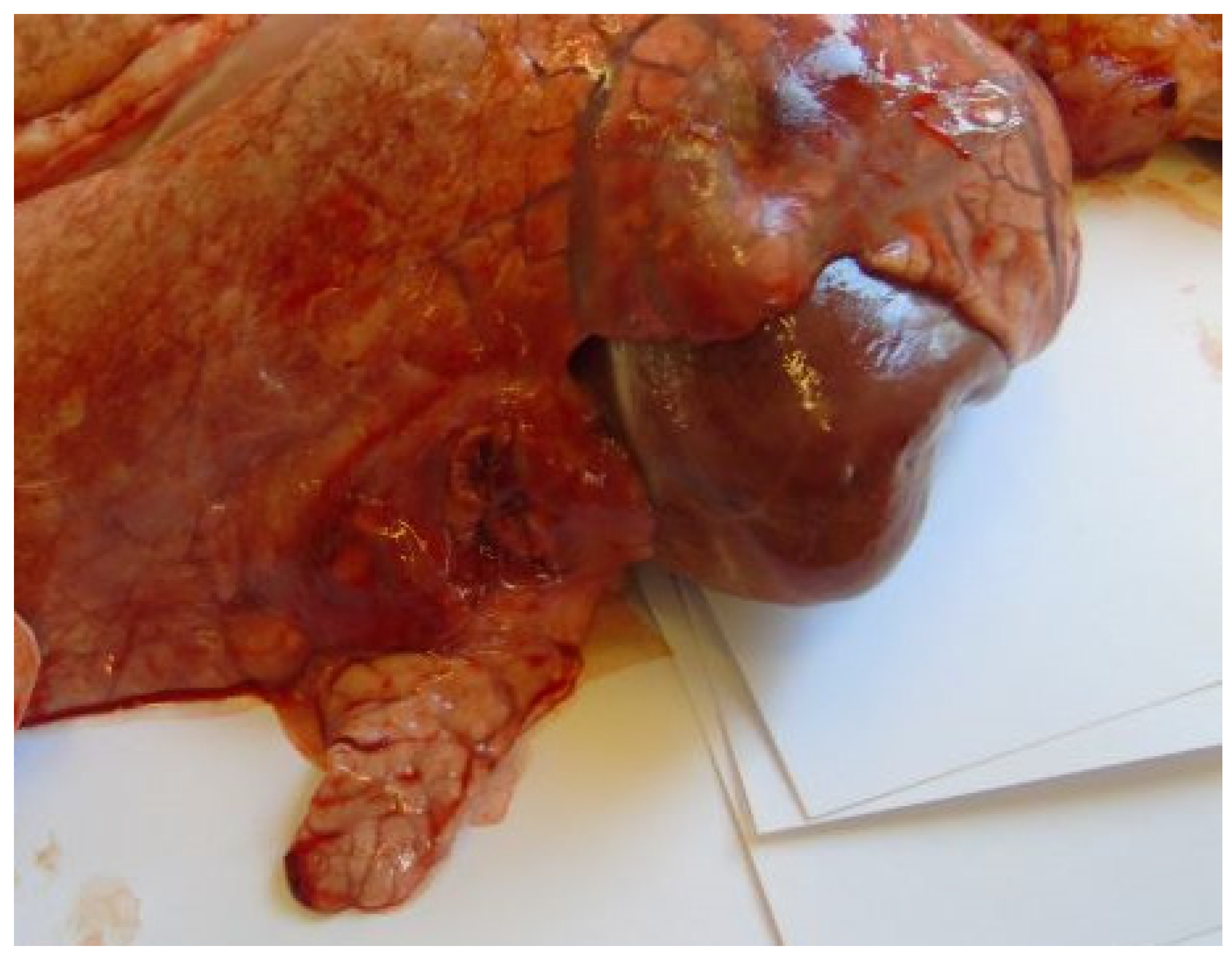 Vetsci 11 00062 g002 Vetsci 11 00062 g002