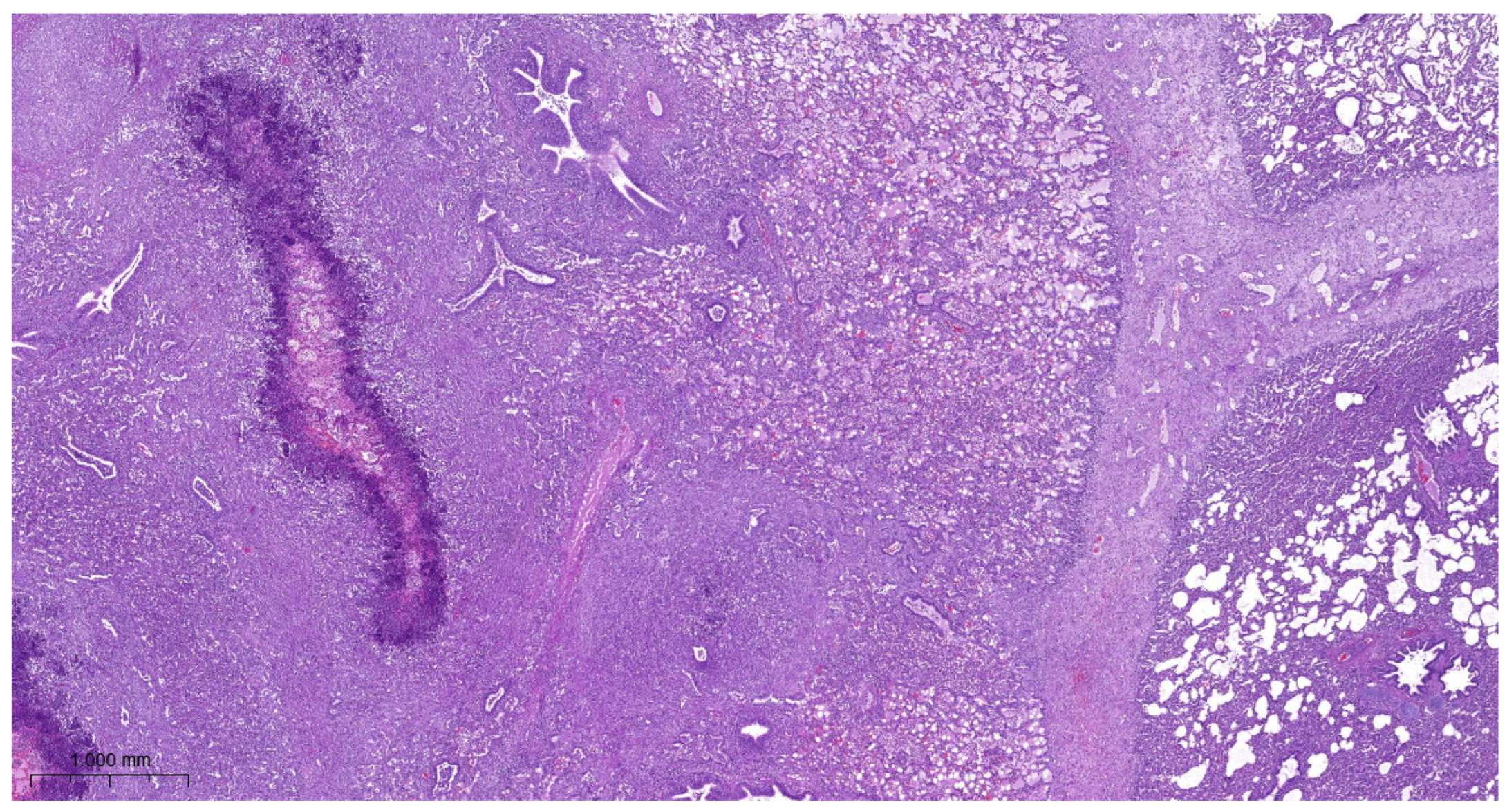 Vetsci 11 00062 g004 Vetsci 11 00062 g004