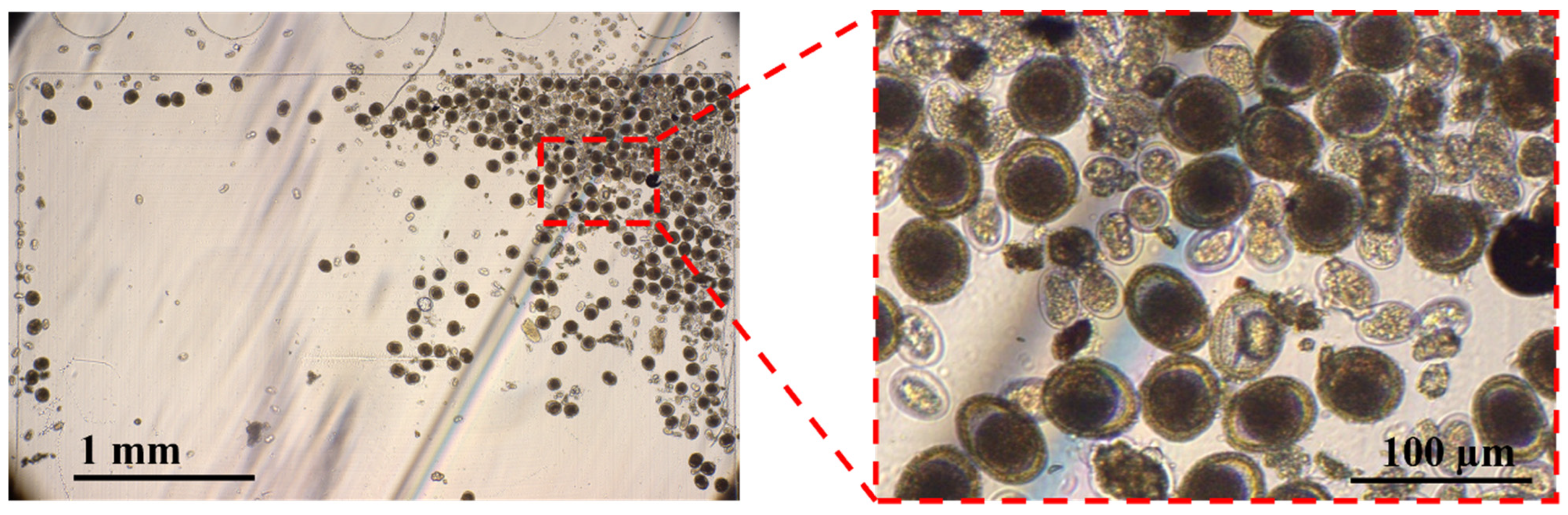 Vetsci 11 00174 g003