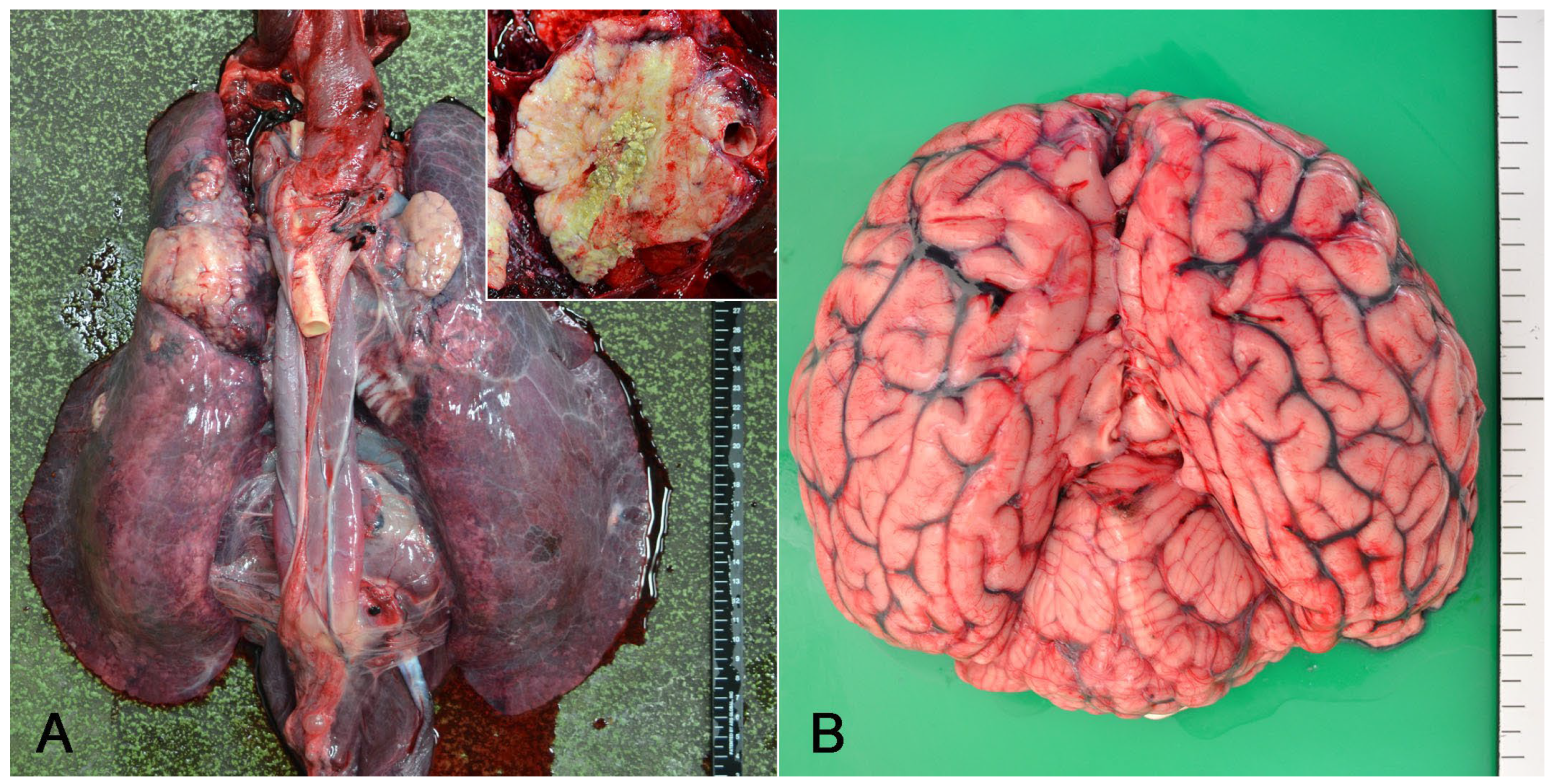Vetsci 11 00215 g001