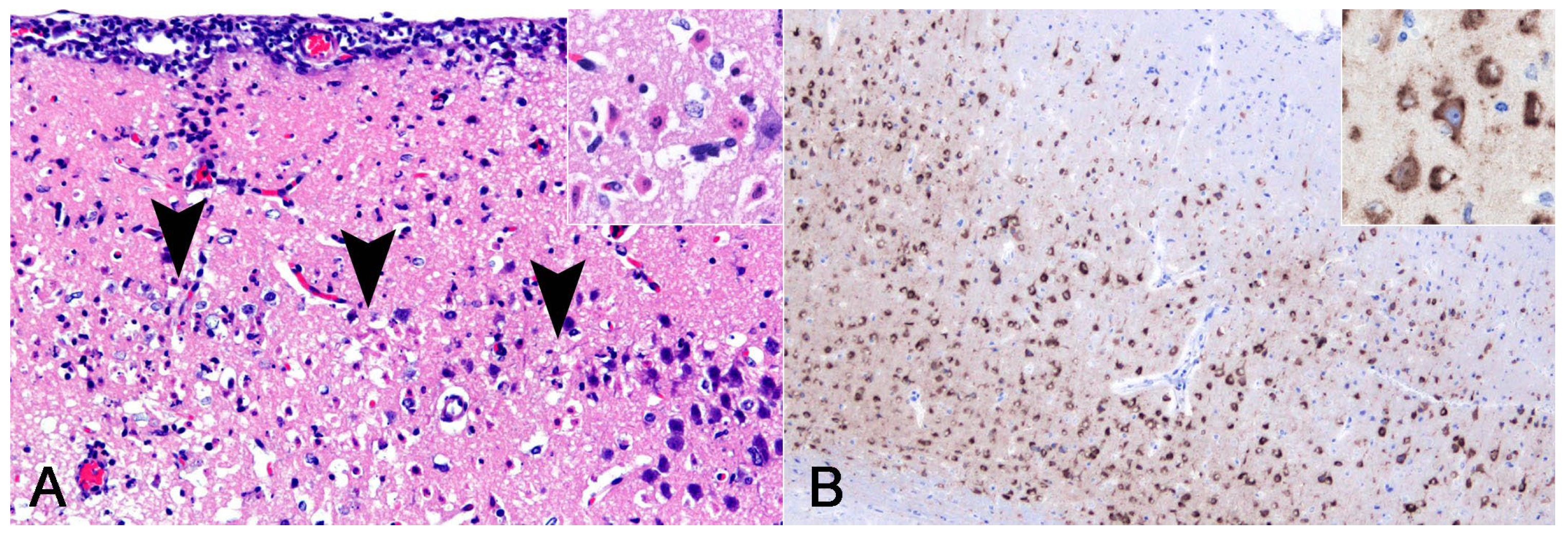Vetsci 11 00215 g005