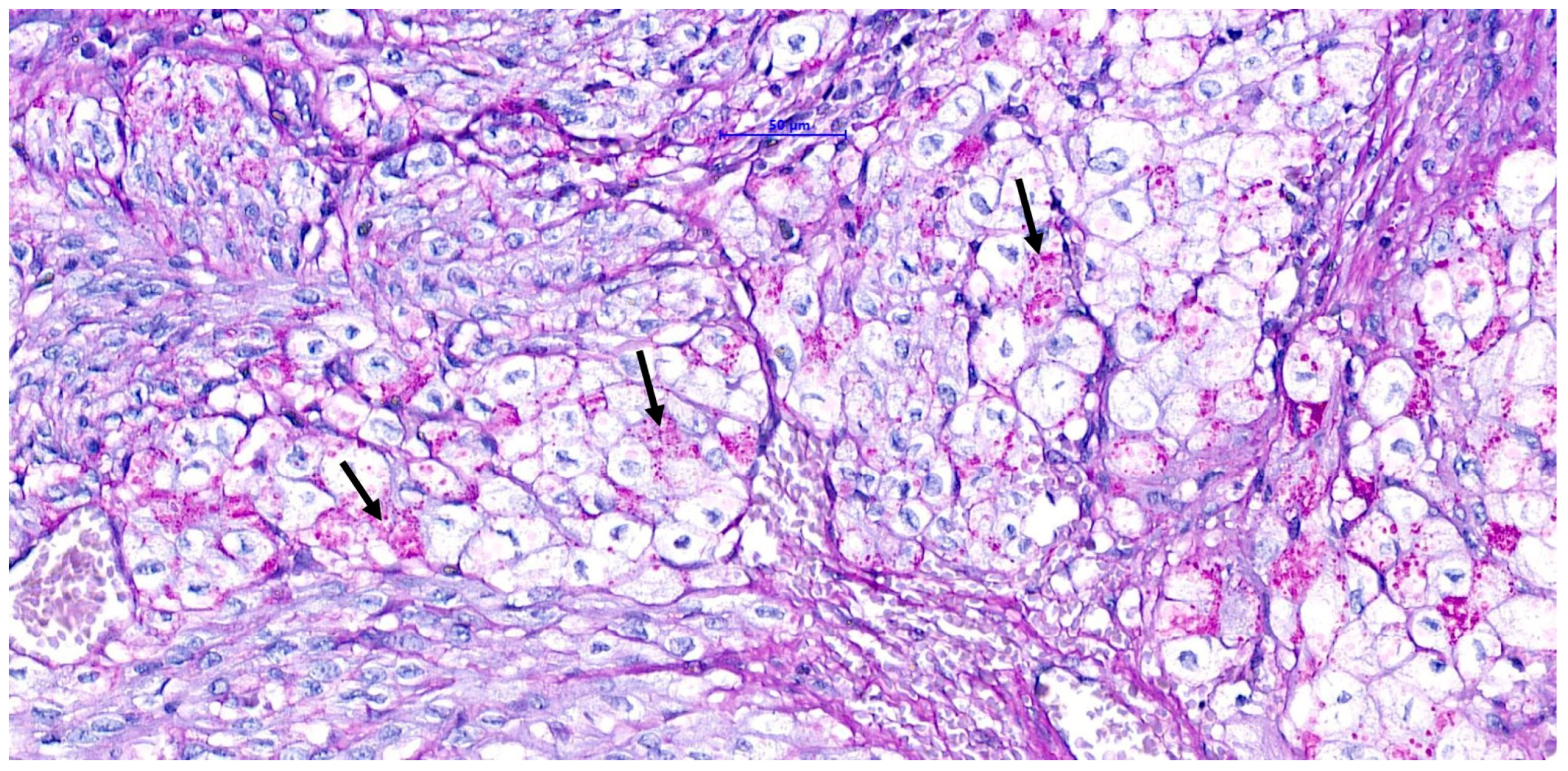 Vetsci 11 00216 g007 Vetsci 11 00216 g007