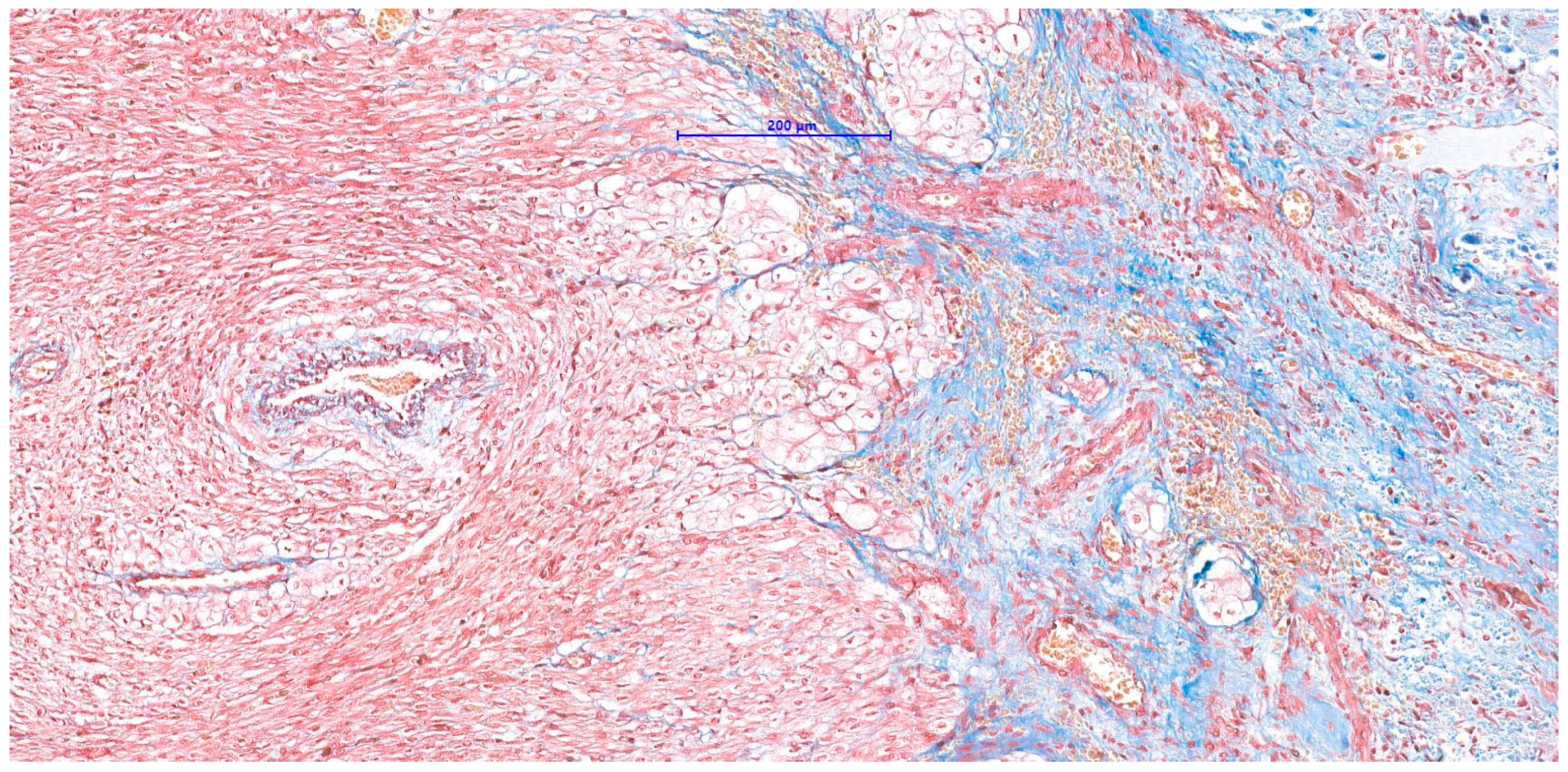 Vetsci 11 00216 g008 Vetsci 11 00216 g008