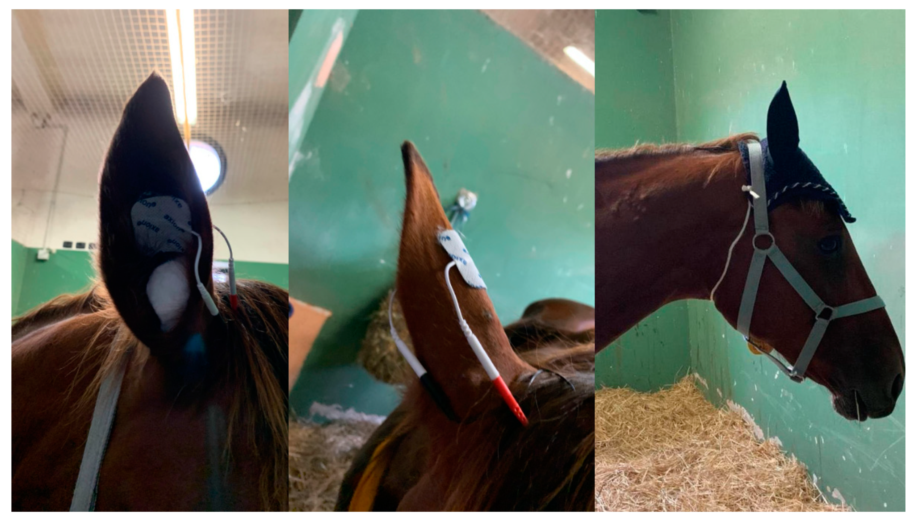 Veterinary Sciences | Free Full-Text | Transcutaneous Auricular Vagal Nerve  Stimulation in Healthy Non-Sedated Horses: A Feasibility Study