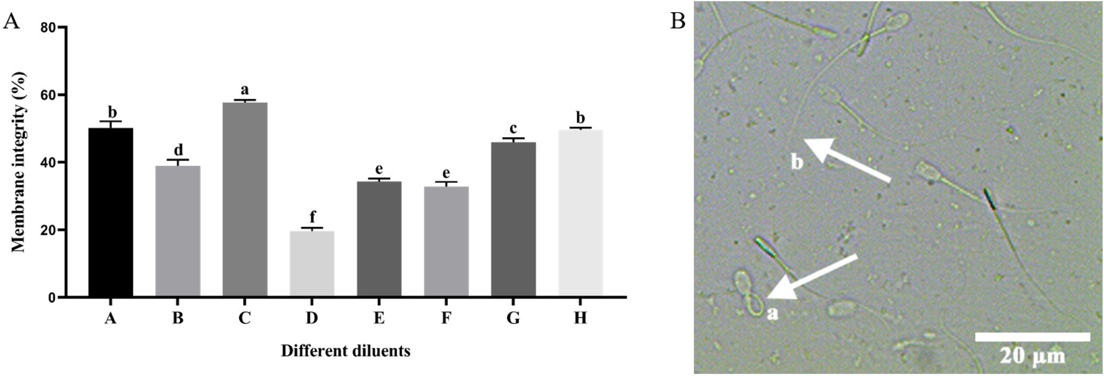Vetsci 11 00251 g001