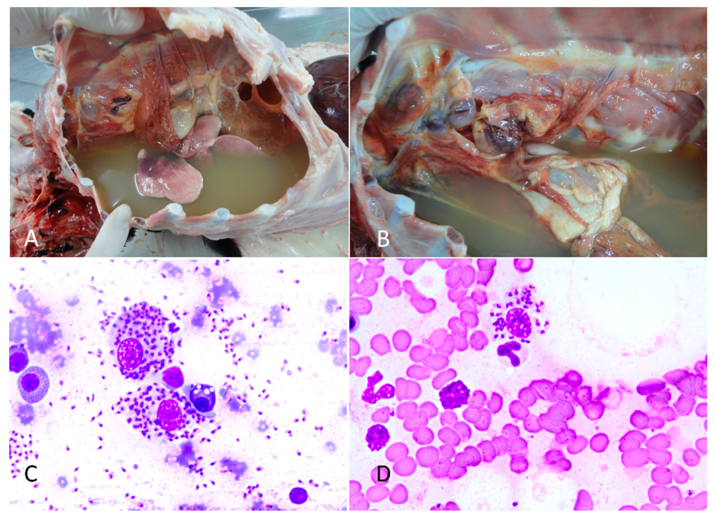 Vetsci 11 00254 g001