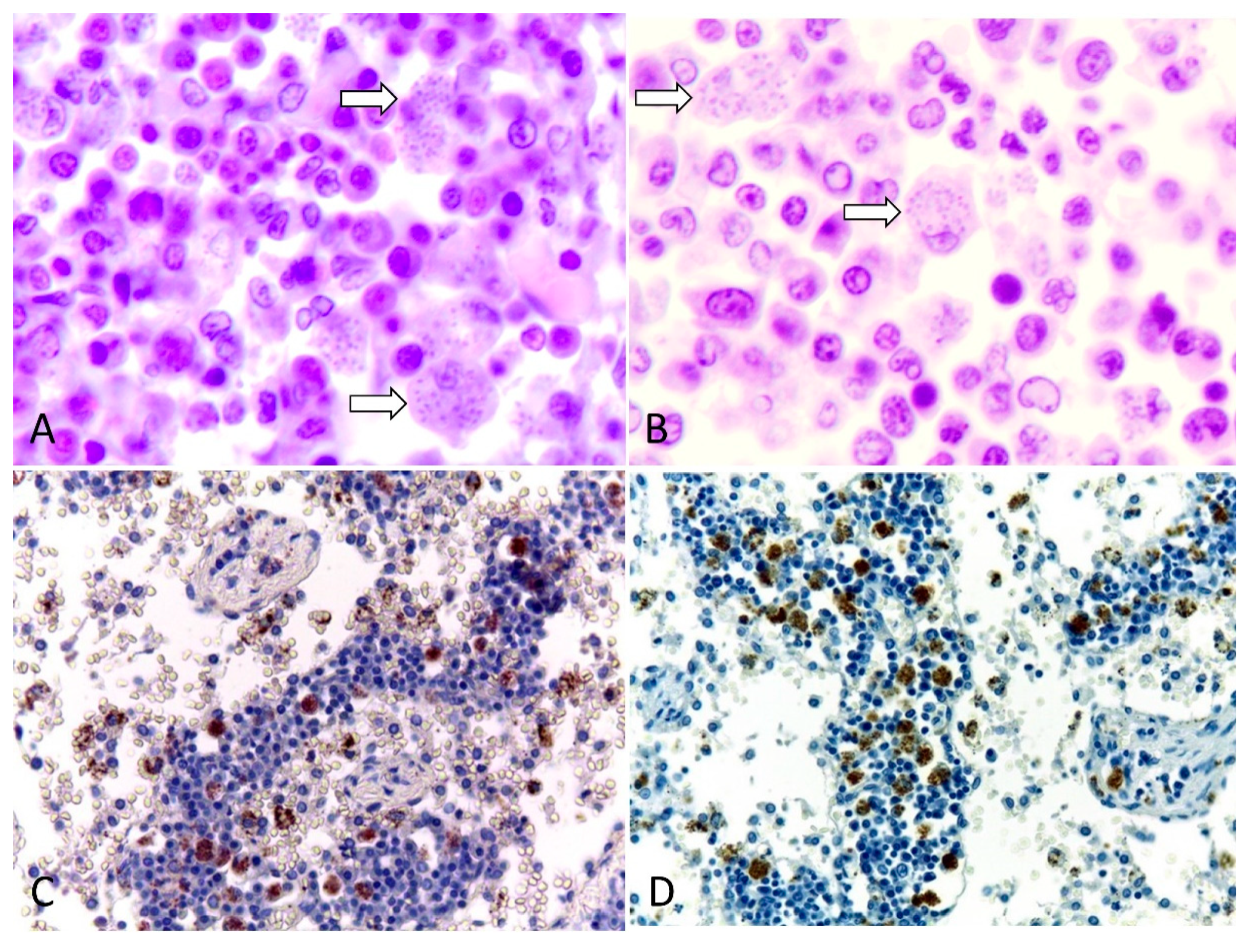 Vetsci 11 00254 g003