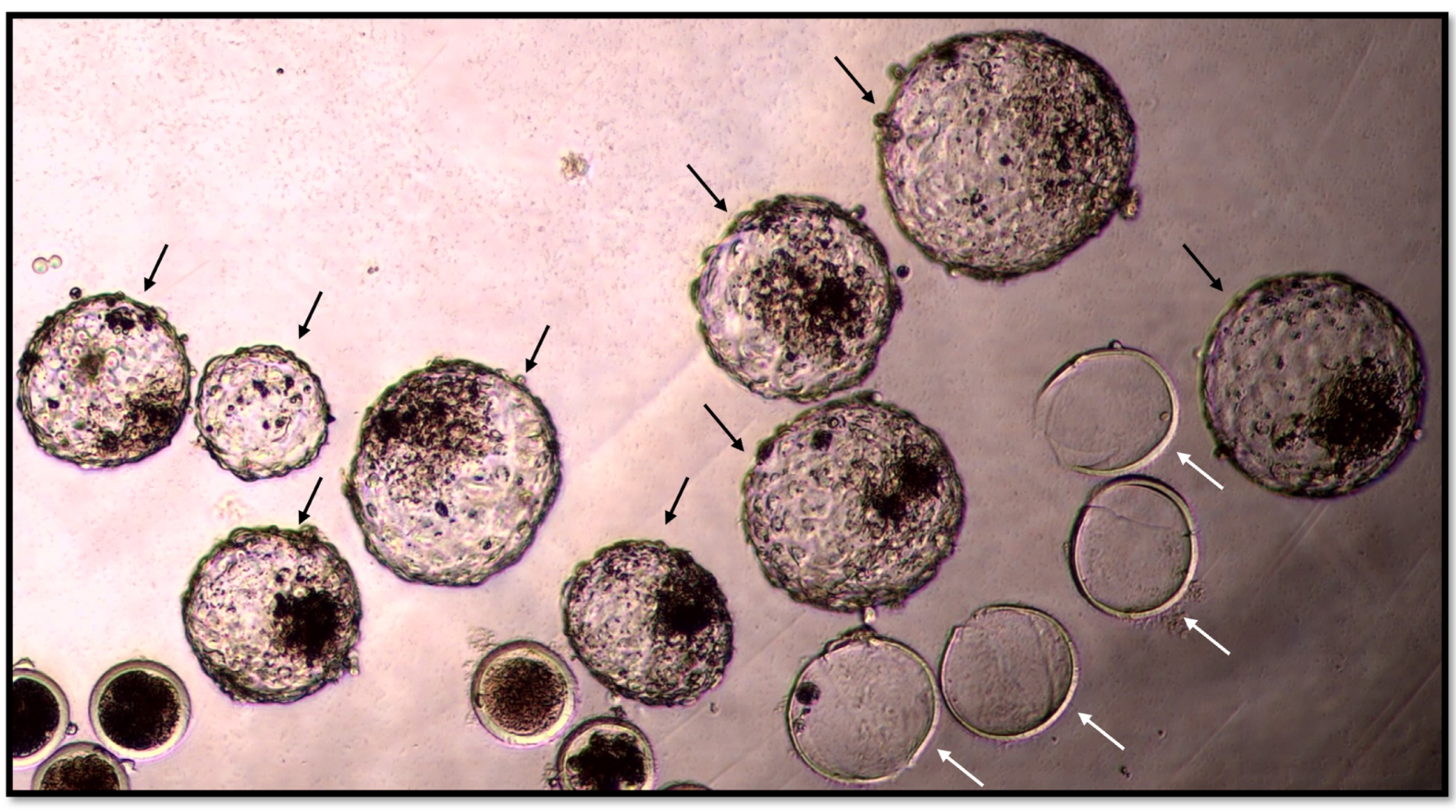 Vetsci 11 00267 g002