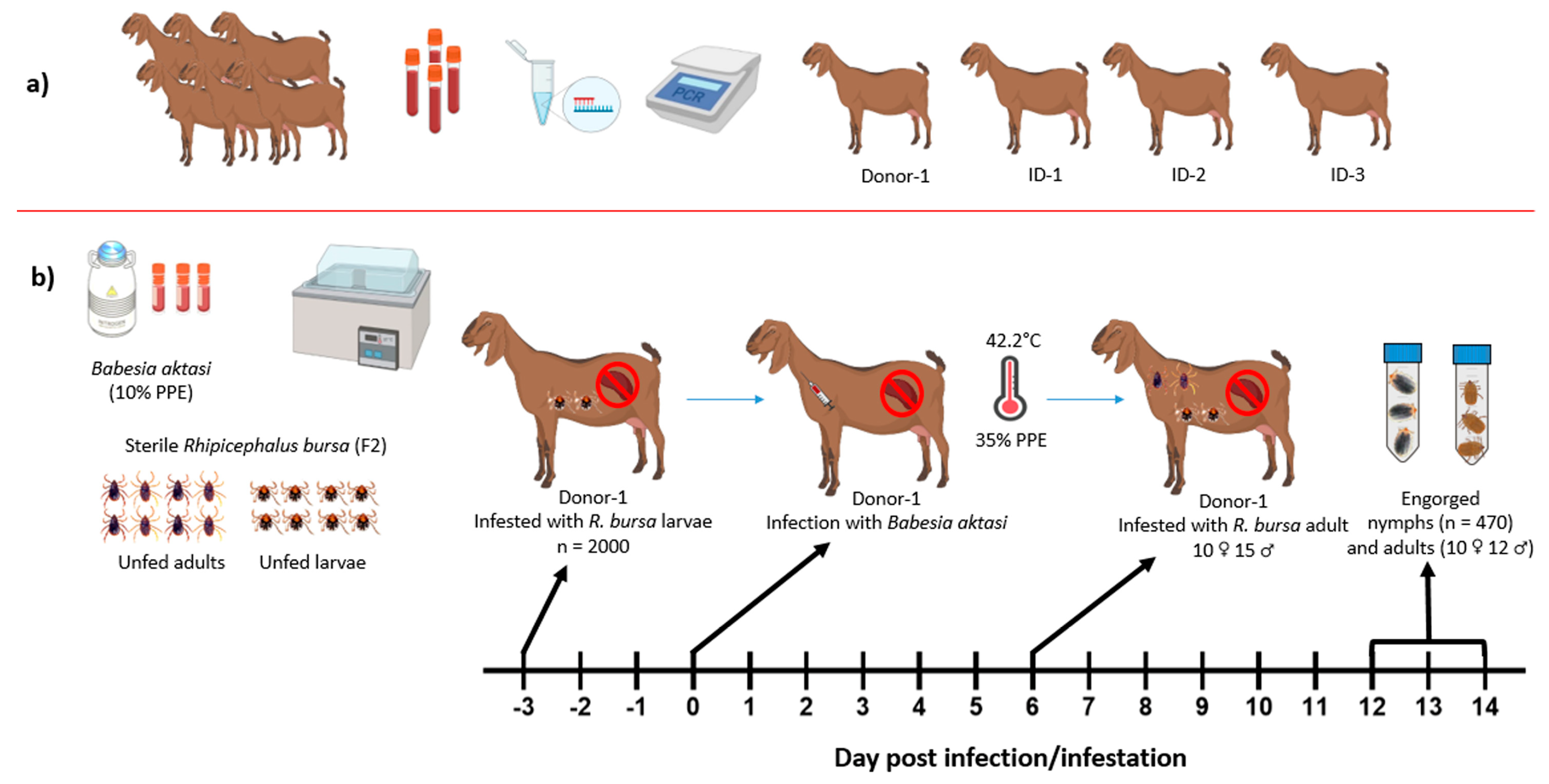 Vetsci 11 00309 g001