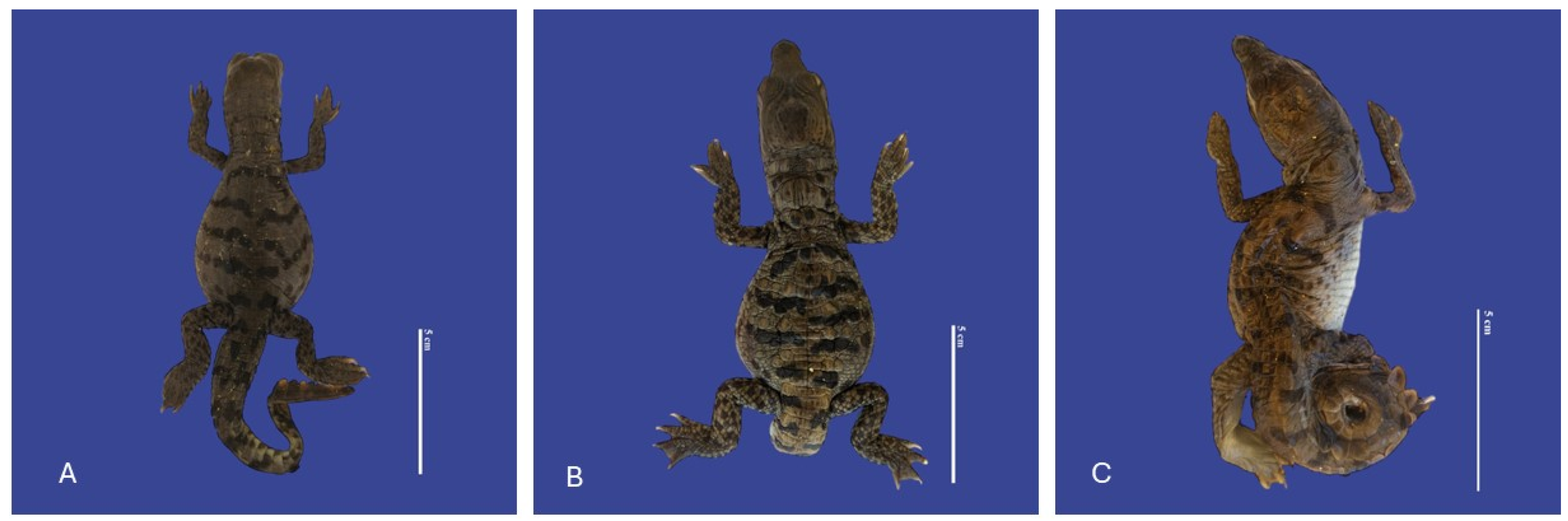 Vetsci 11 00317 g015