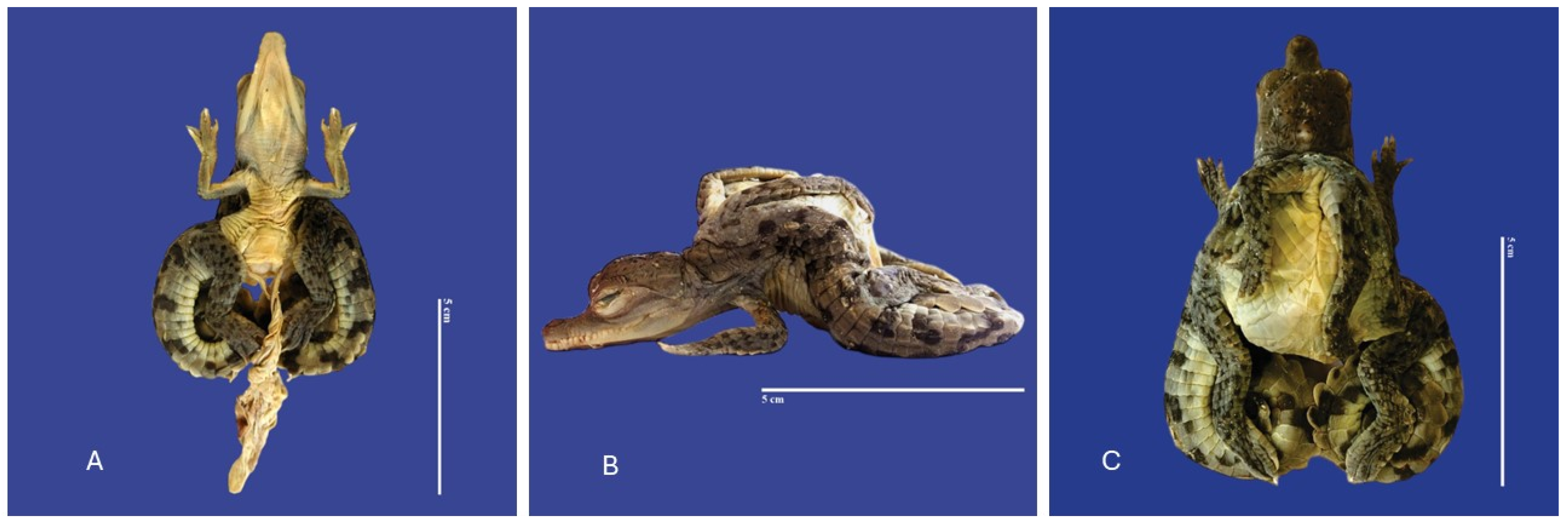 Vetsci 11 00317 g017