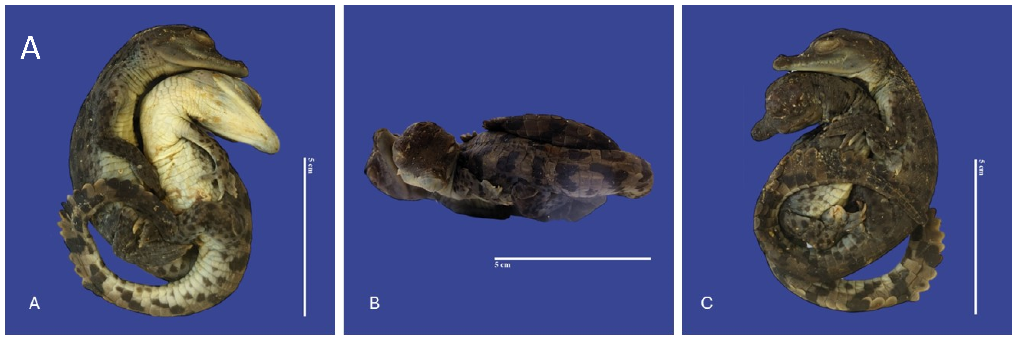 Vetsci 11 00317 g018