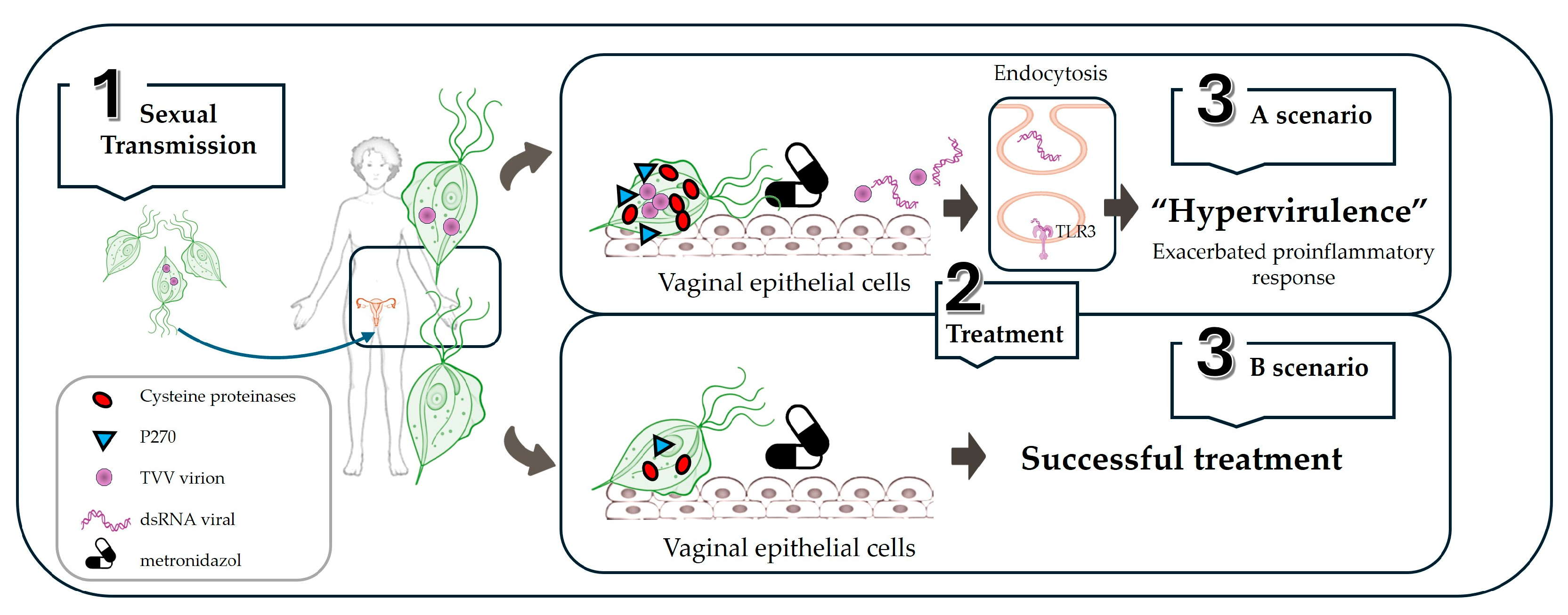 Vetsci 11 00321 g005 Vetsci 11 00321 g005