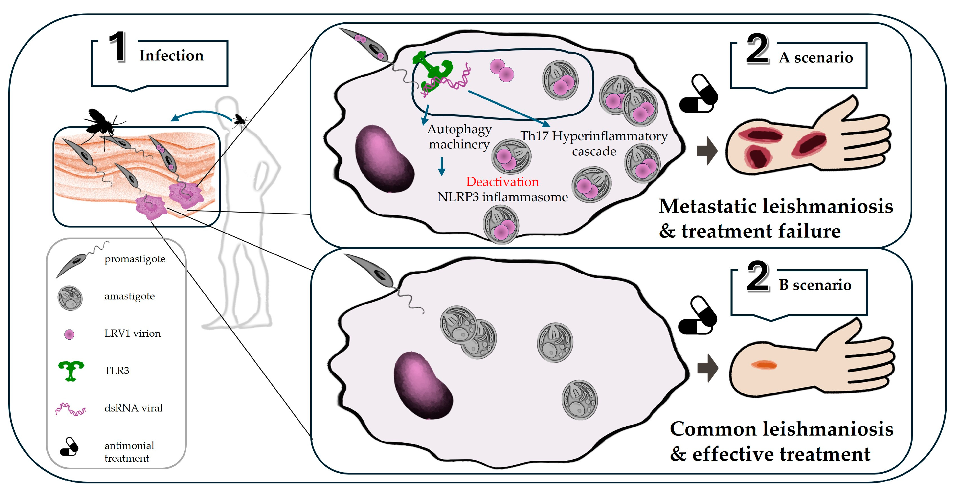 Vetsci 11 00321 g006 Vetsci 11 00321 g006
