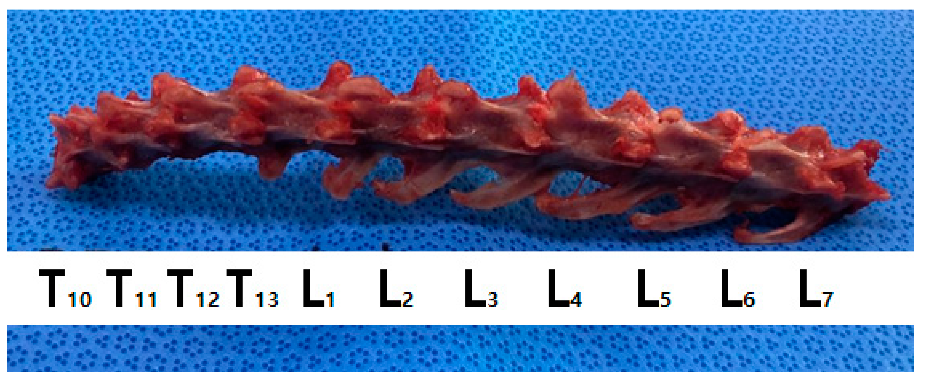 Vetsci 11 00325 g001