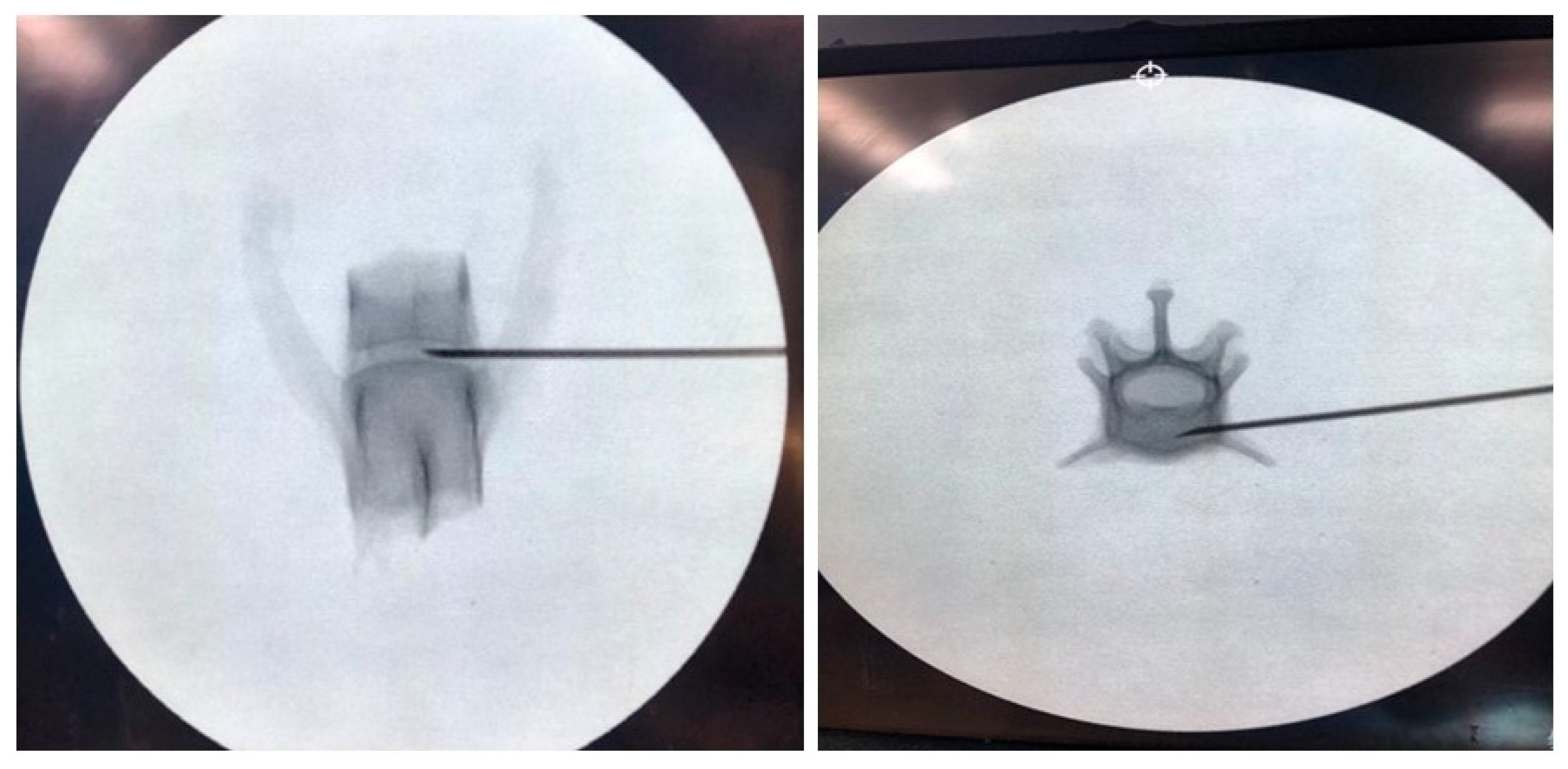 Vetsci 11 00325 g003