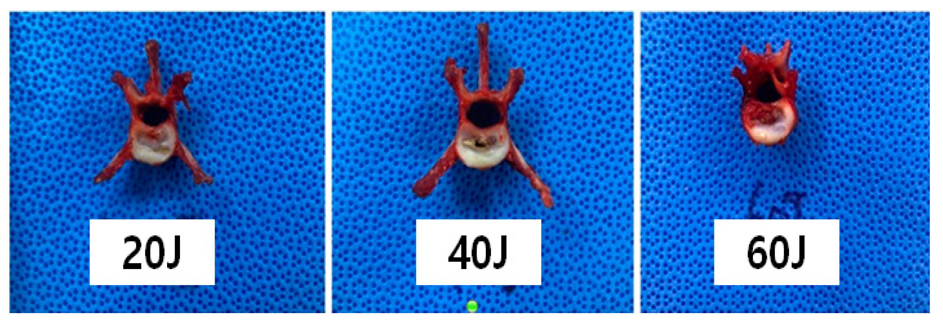 Vetsci 11 00325 g005