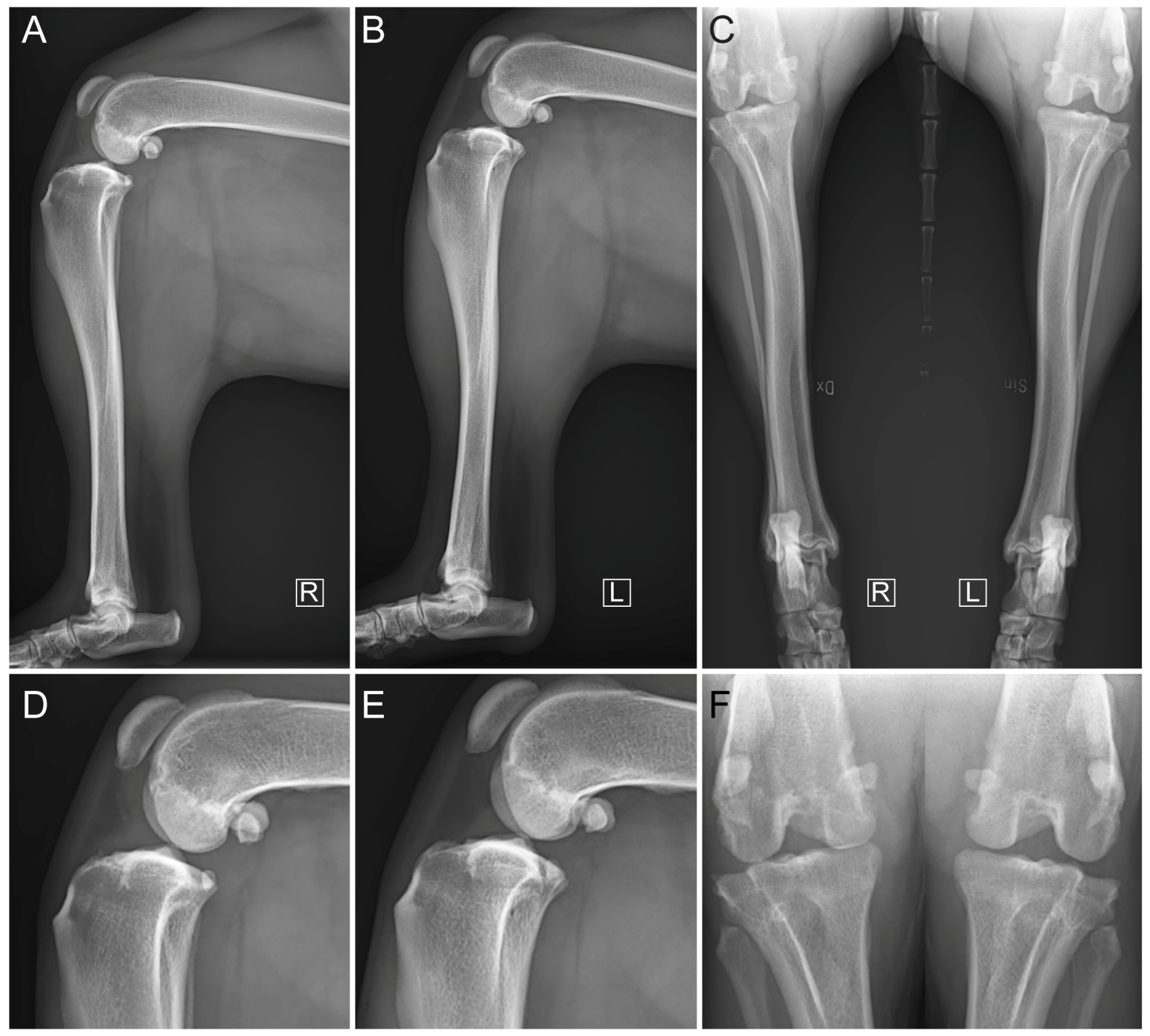 Vetsci 11 00334 g001