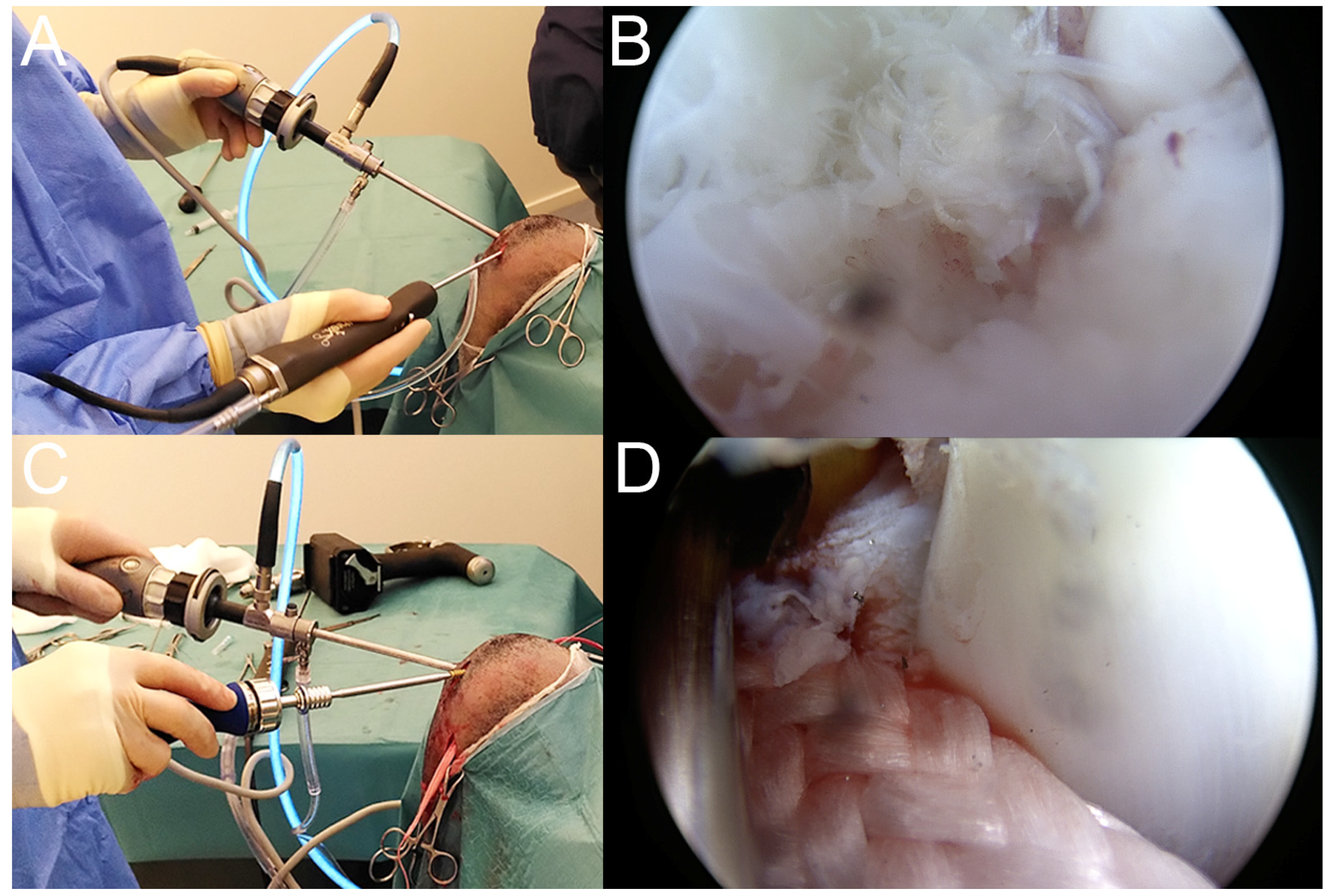 Vetsci 11 00334 g003