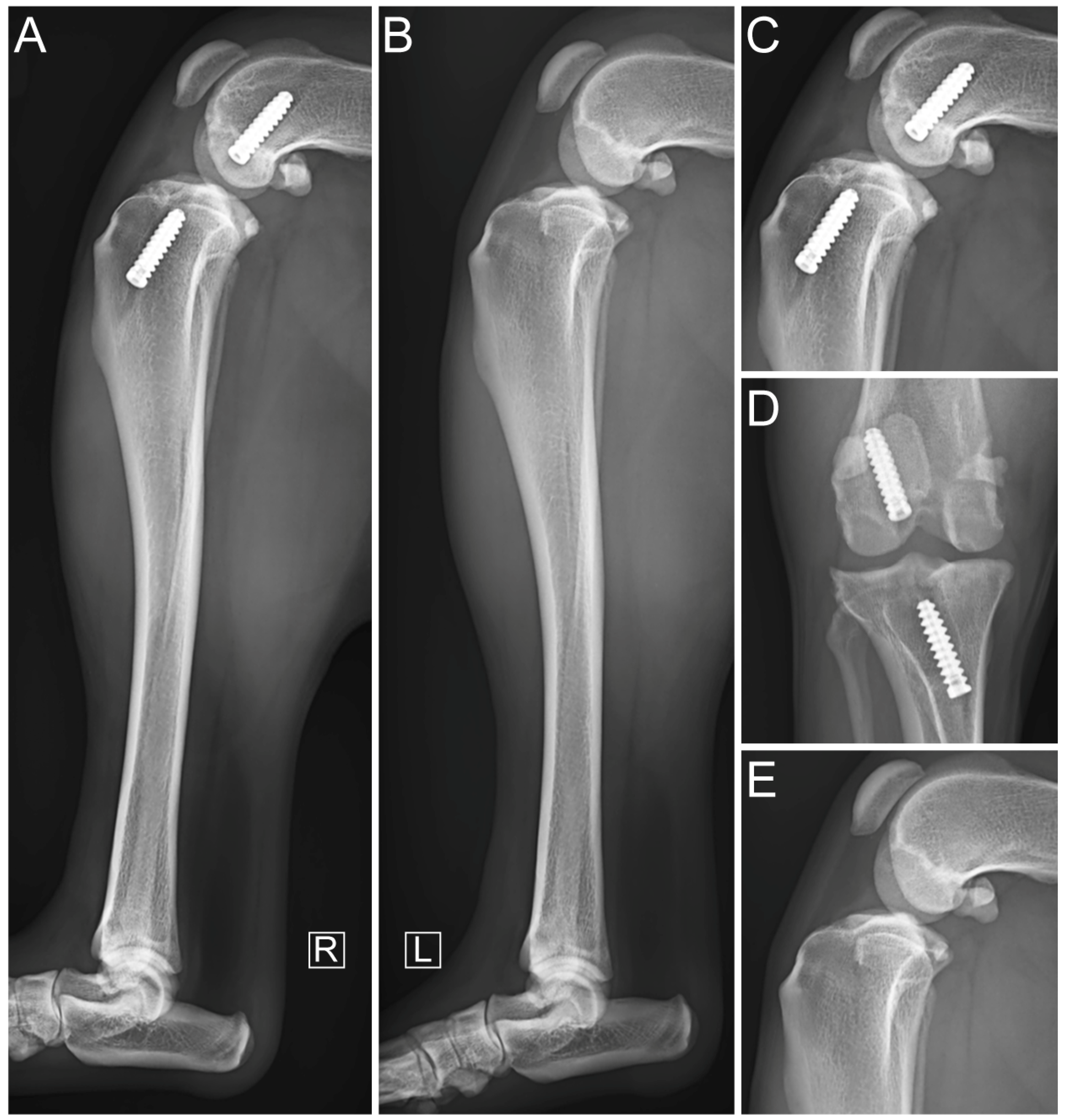 Vetsci 11 00334 g006