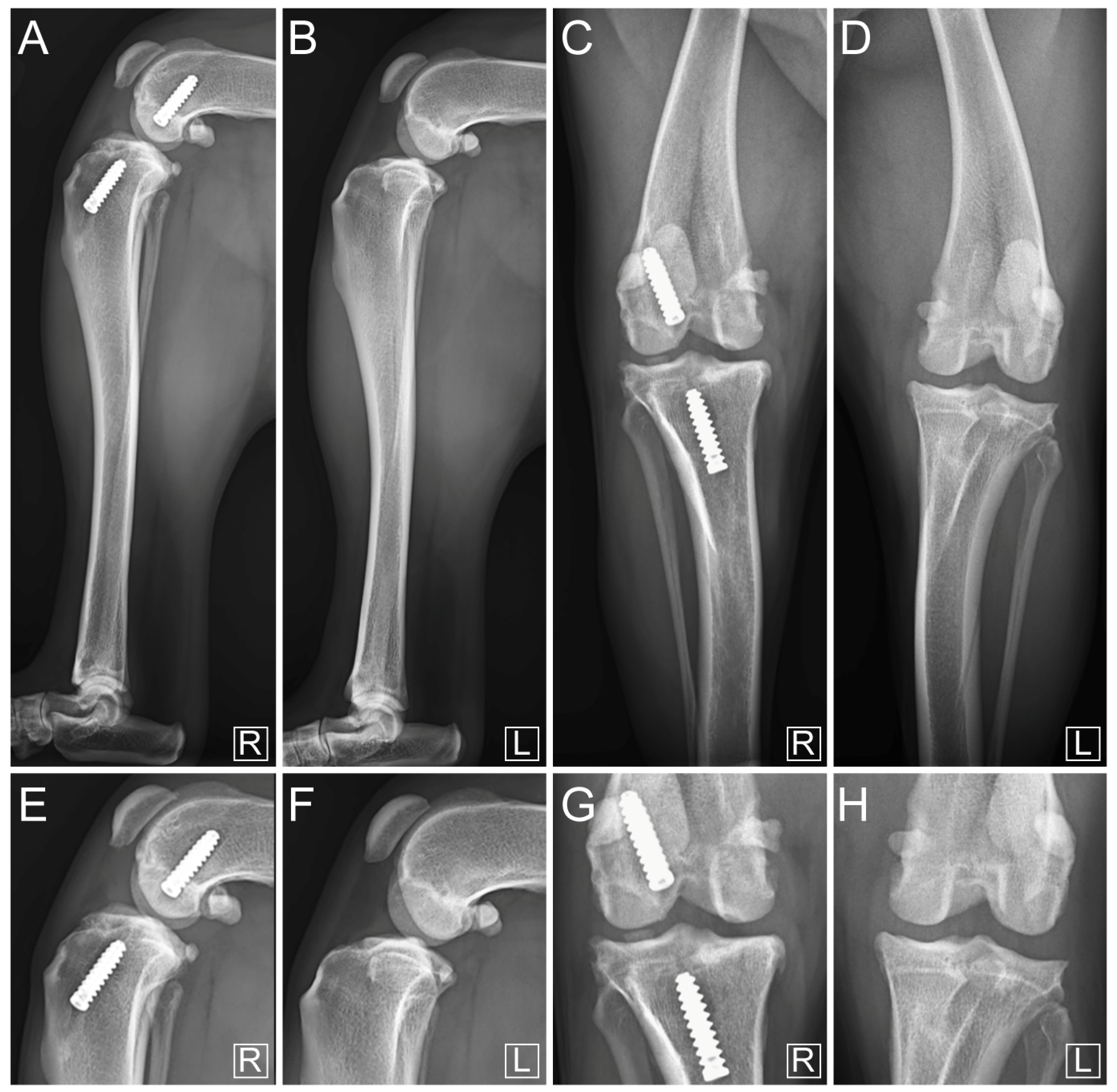 Vetsci 11 00334 g007