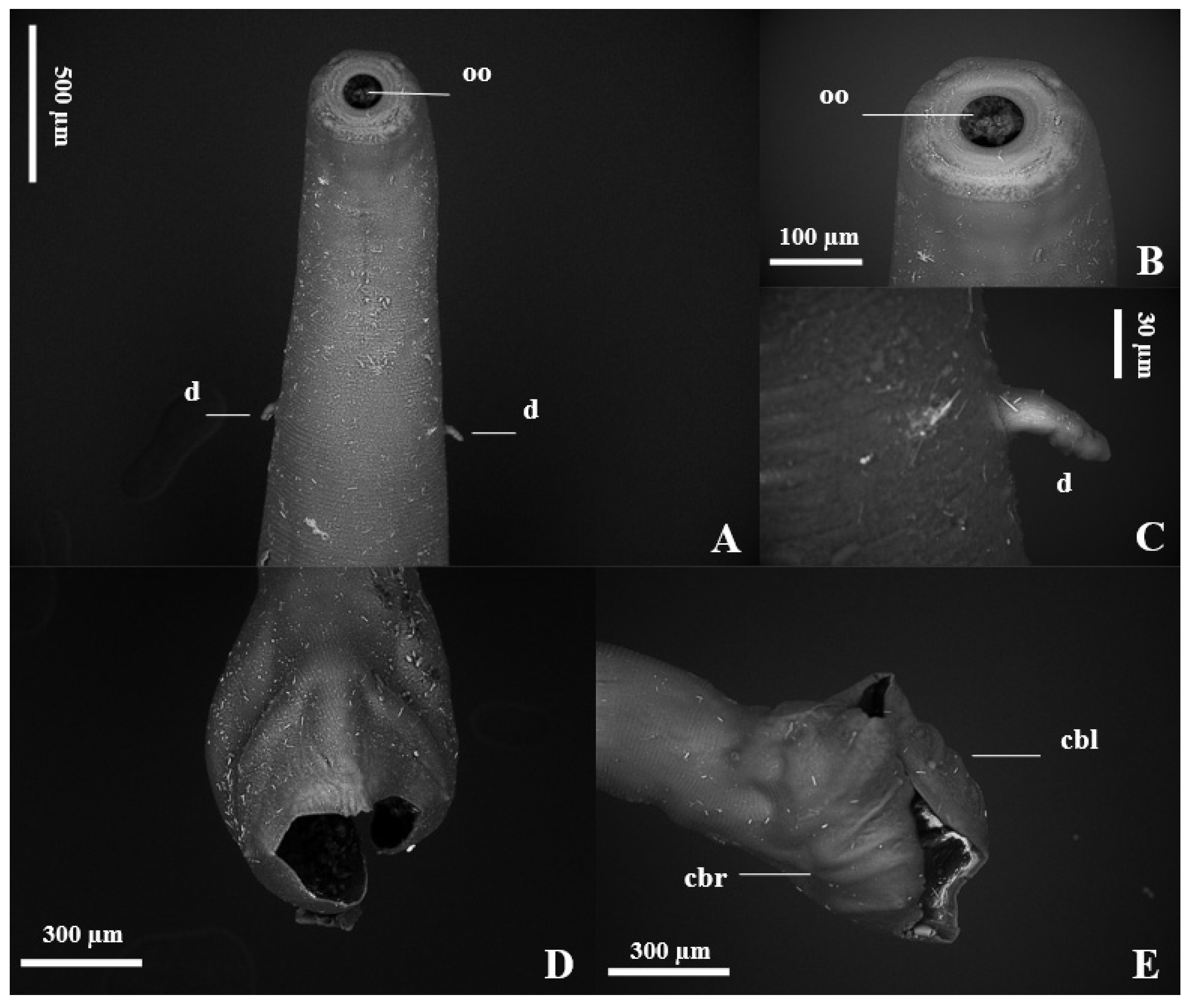 Vetsci 11 00370 g004 Vetsci 11 00370 g004