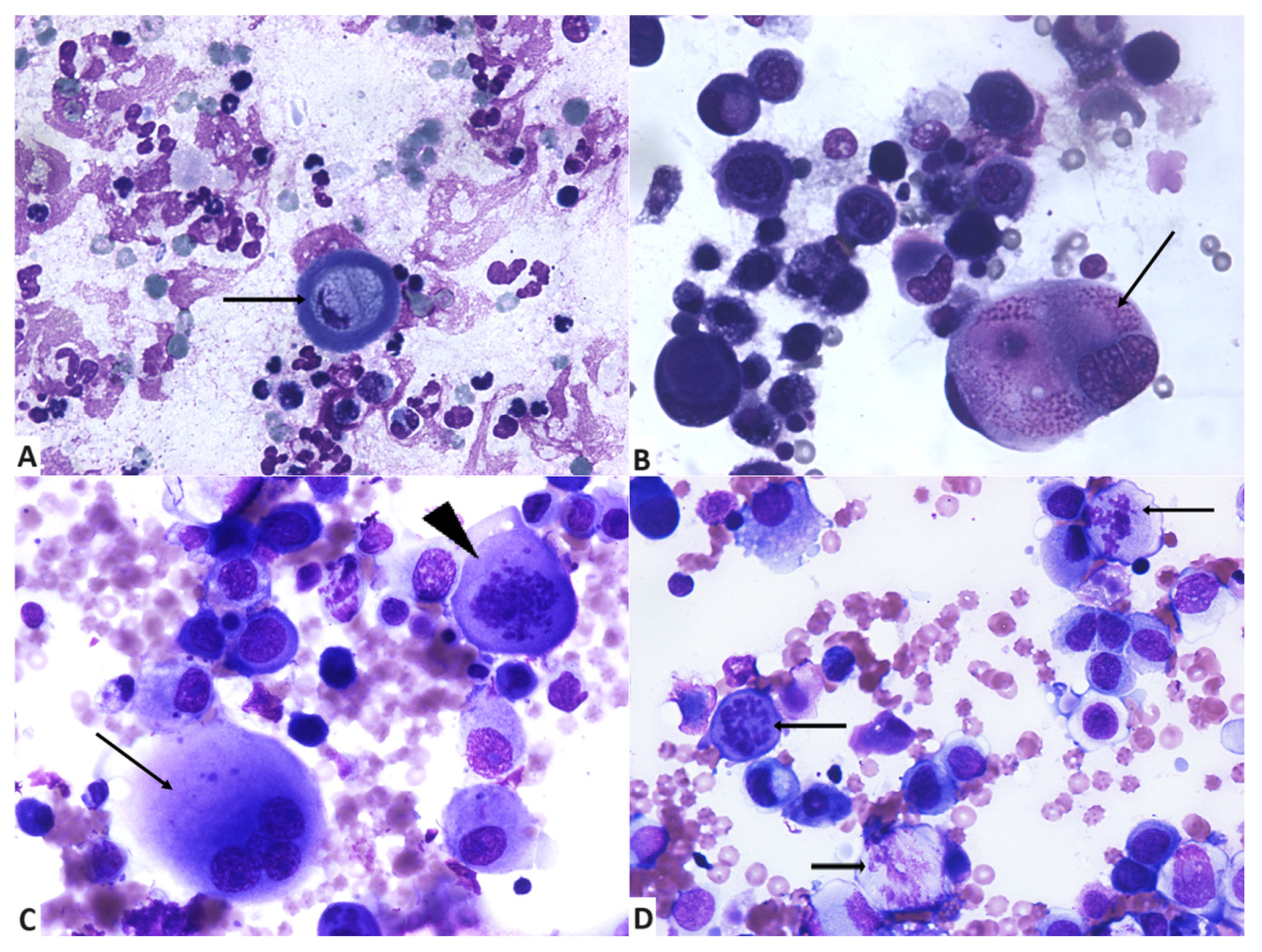 Vetsci 11 00389 g002