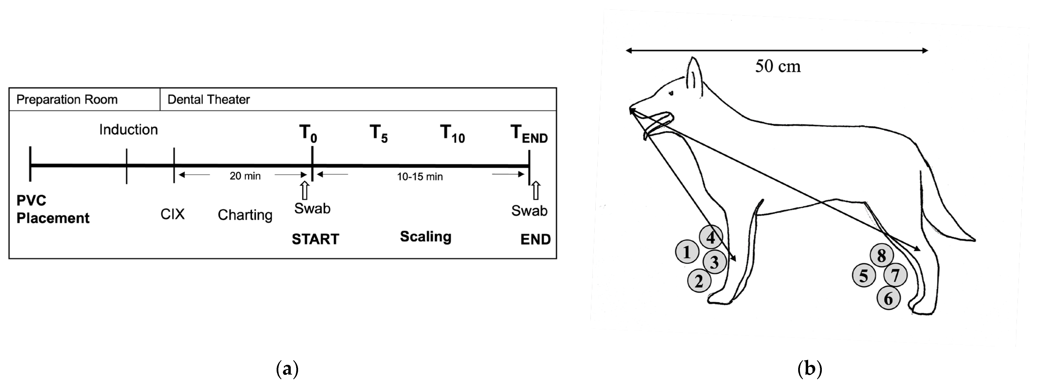 Vetsci 11 00407 g001