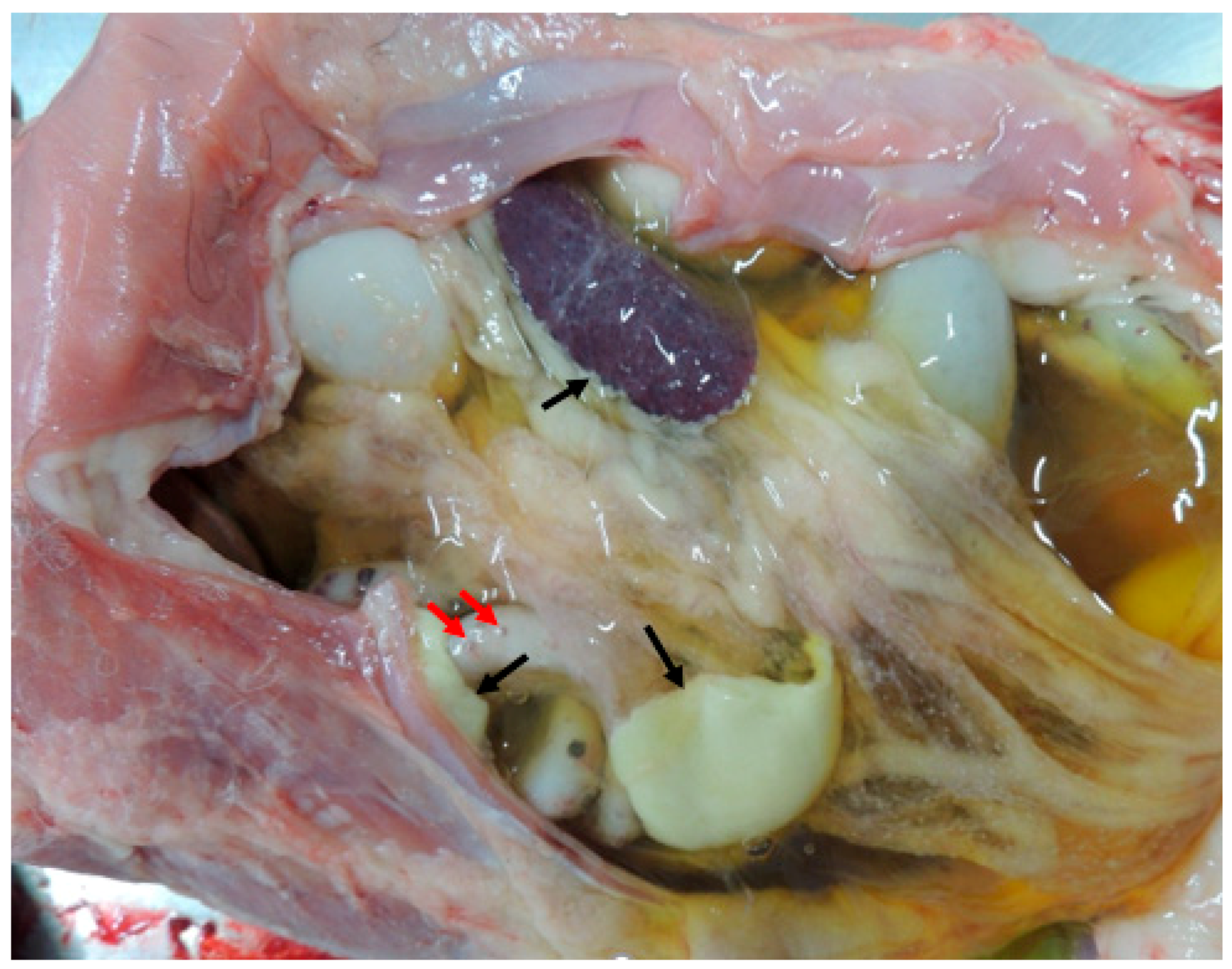 Vetsci 11 00424 g001