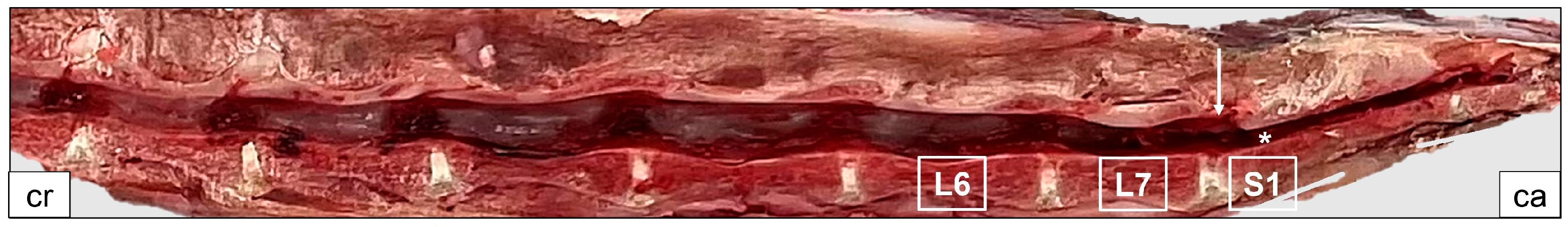 Vetsci 11 00429 g003