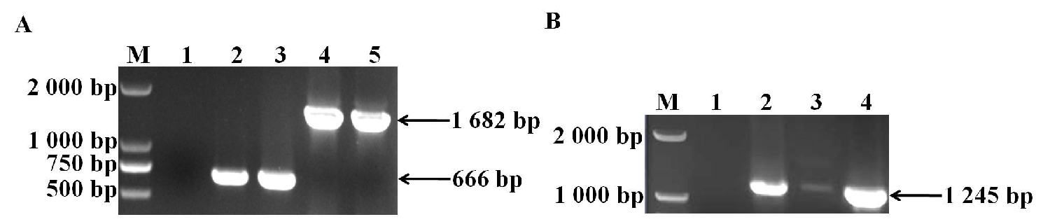 Vetsci 11 00447 g001