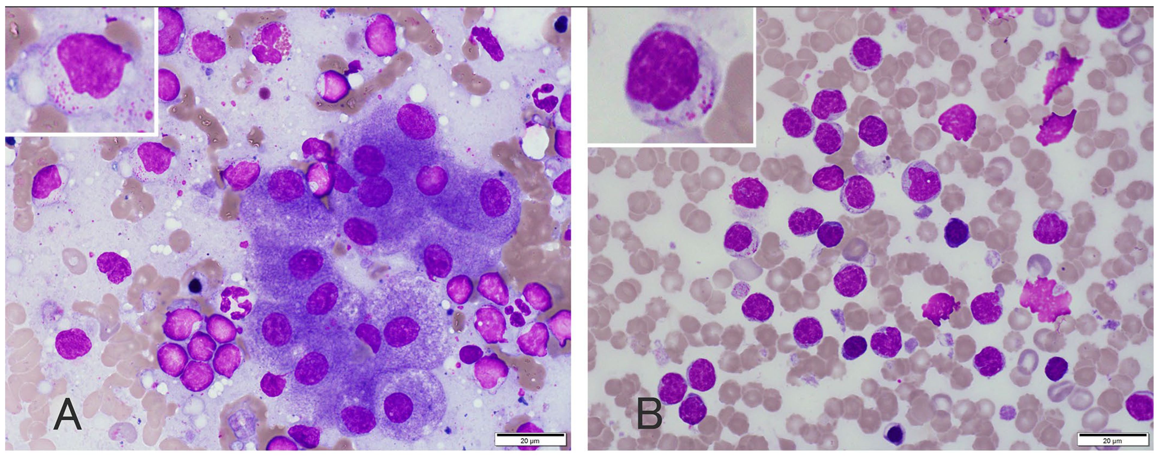 Vetsci 11 00458 g001