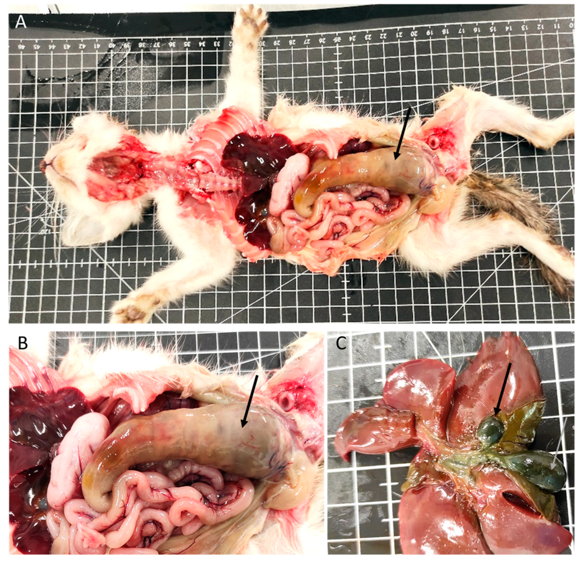 Vetsci 11 00461 g002 Vetsci 11 00461 g002