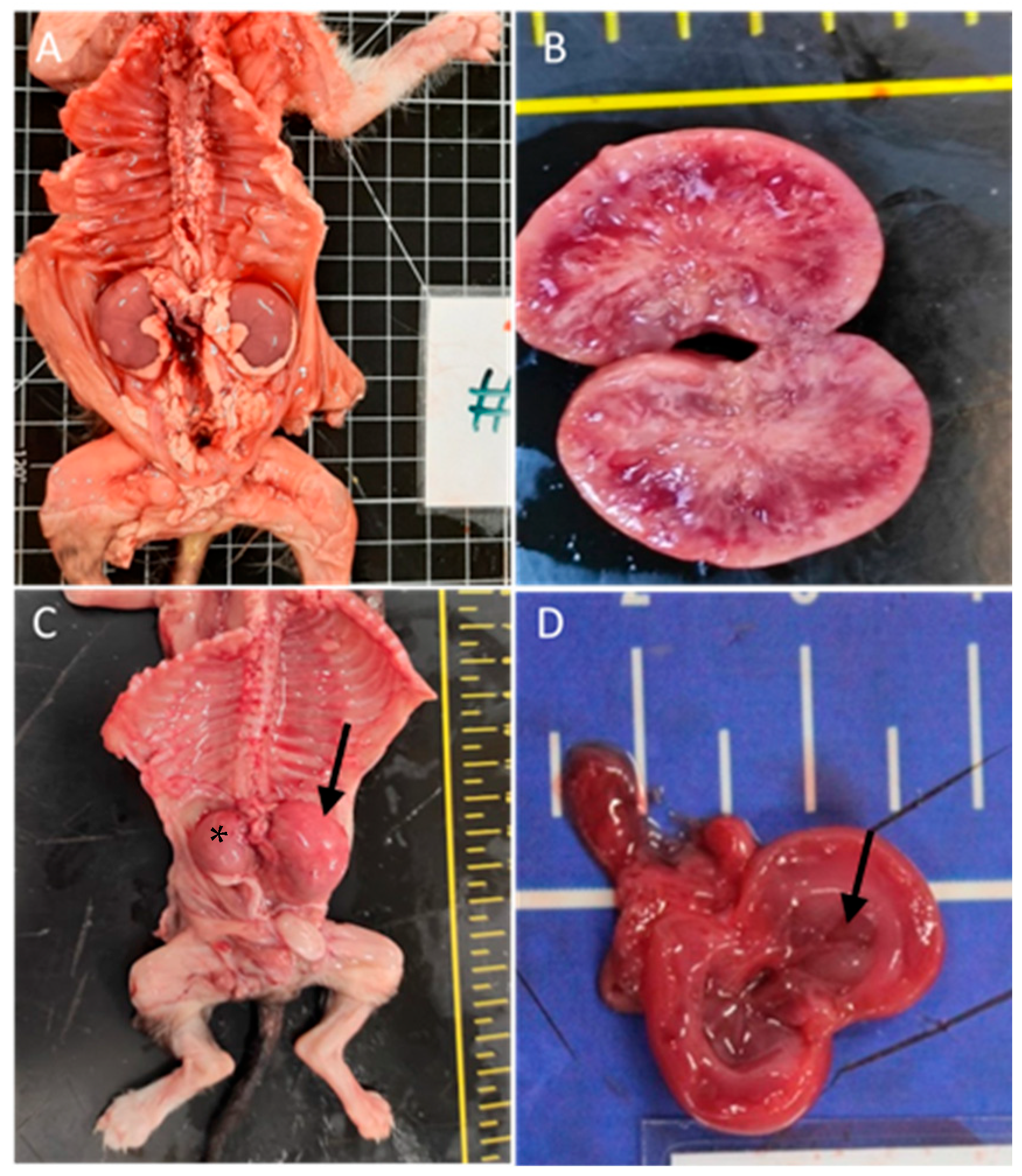 Vetsci 11 00461 g003 Vetsci 11 00461 g003