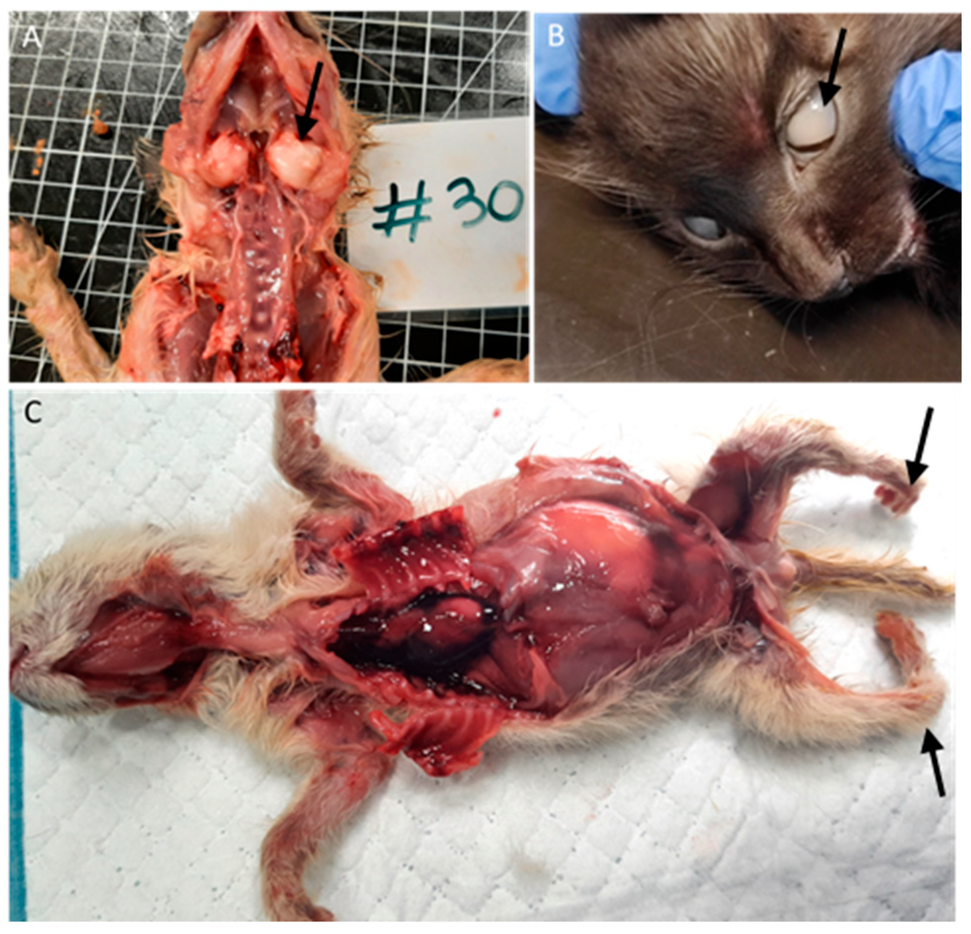 Vetsci 11 00461 g004 Vetsci 11 00461 g004