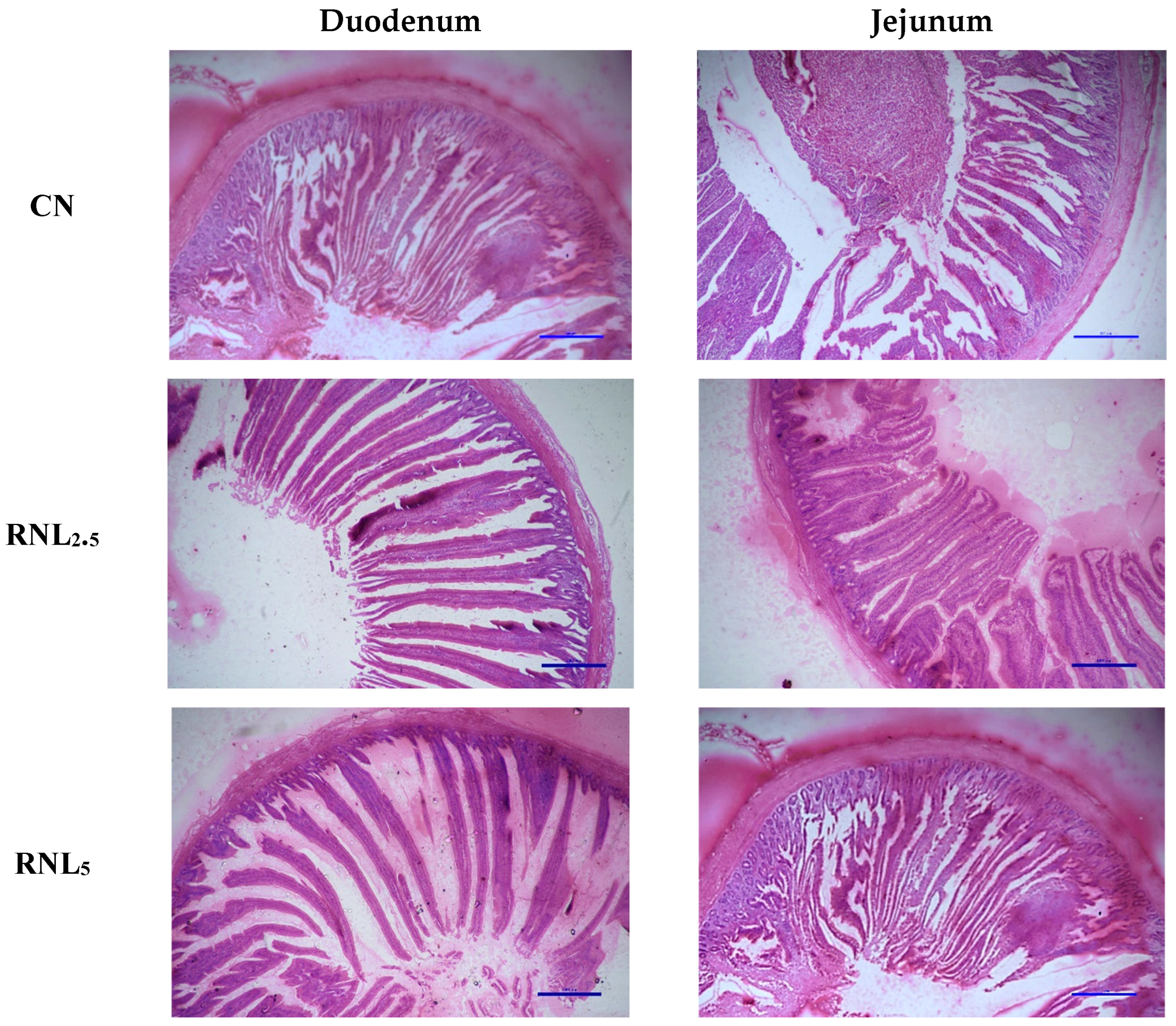 Vetsci 11 00463 g001a Vetsci 11 00463 g001a