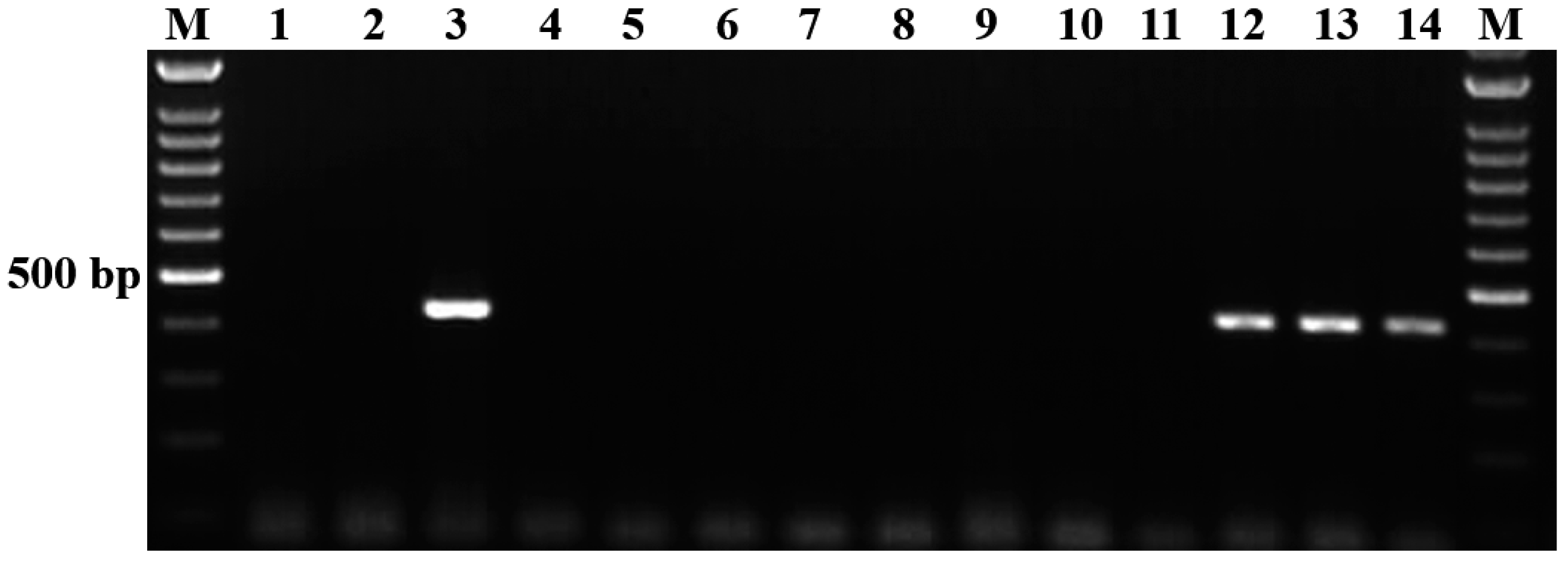 Vetsci 11 00466 g002