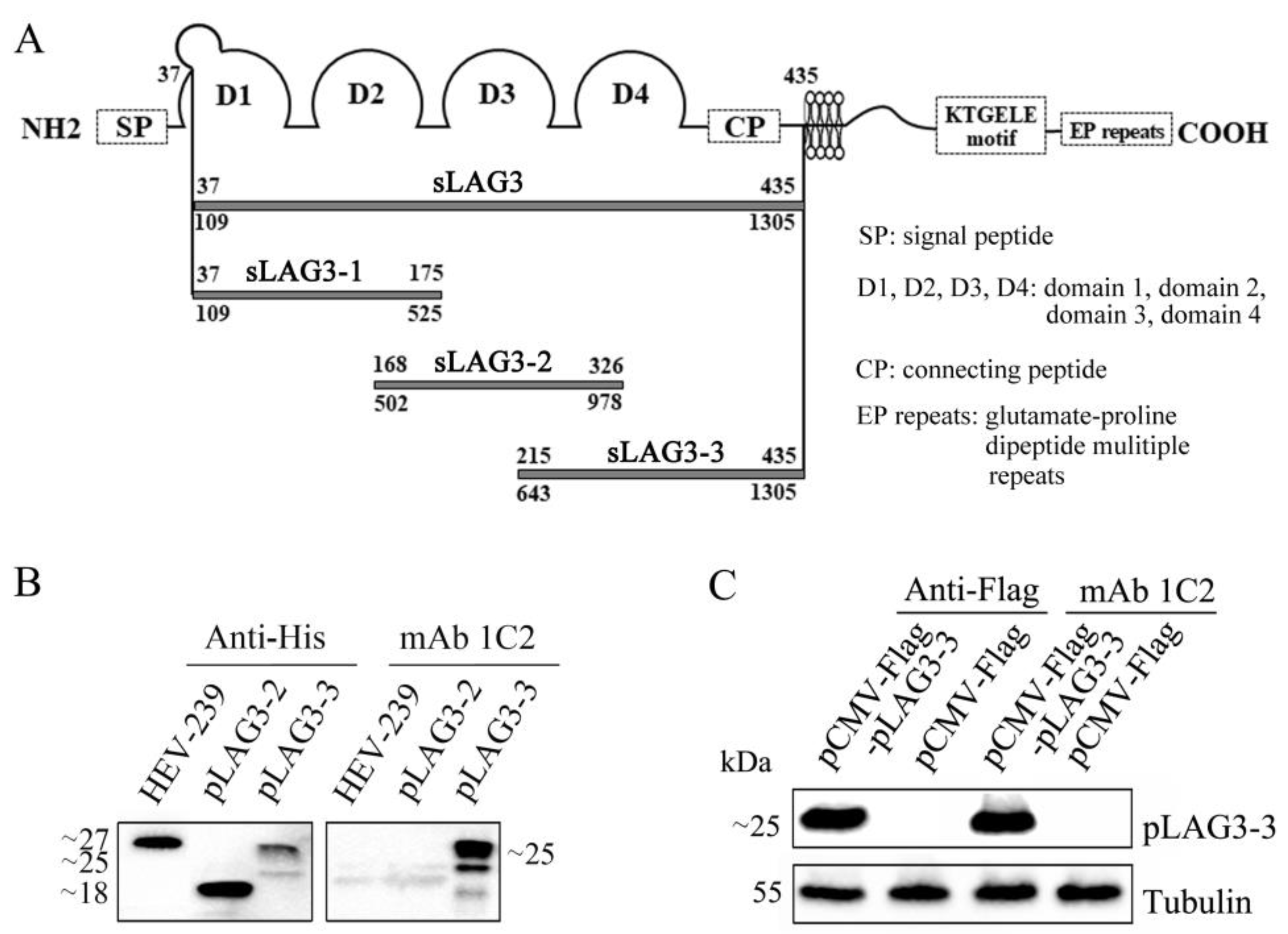 Vetsci 11 00483 g003