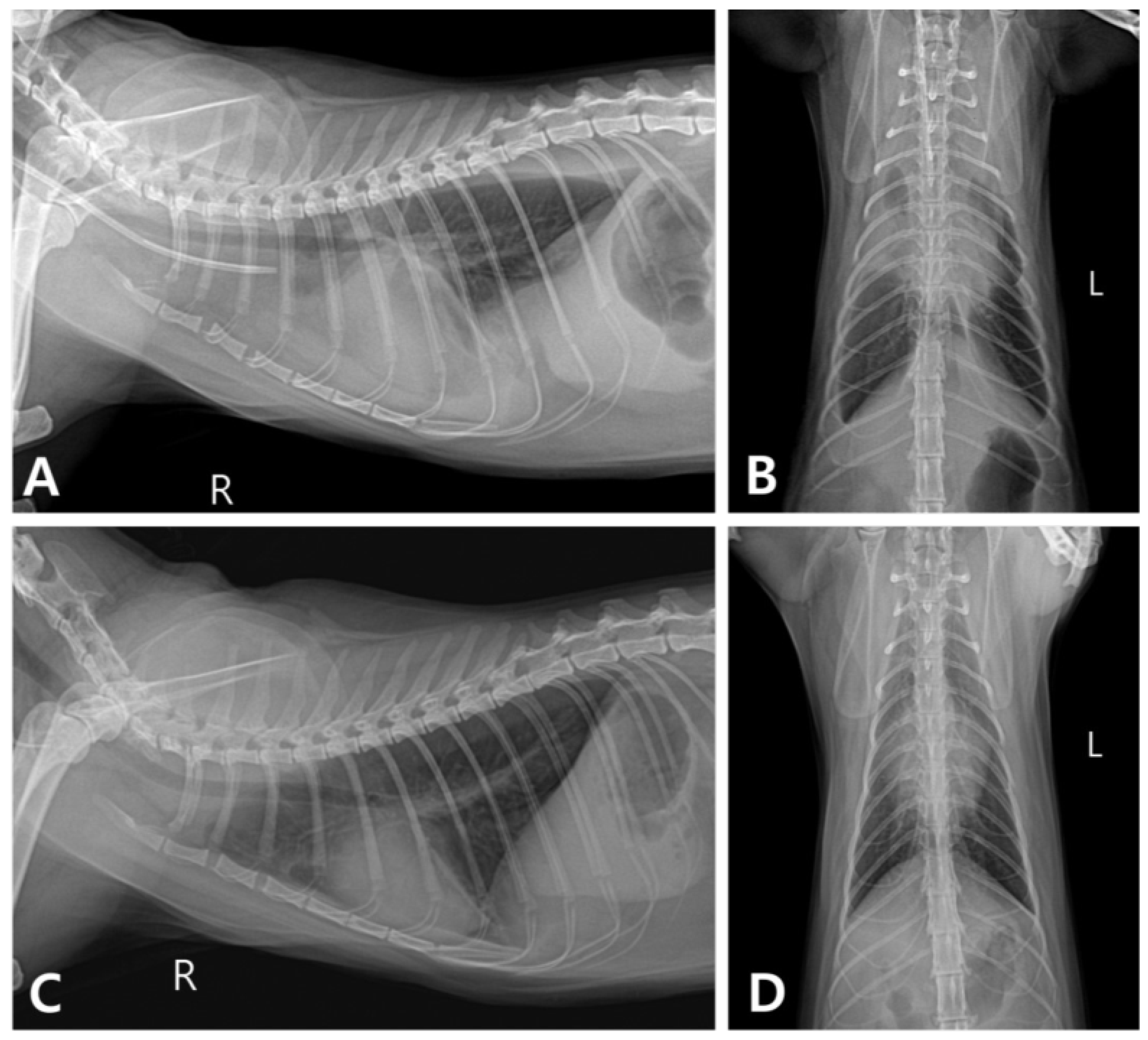 Vetsci 11 00487 g002