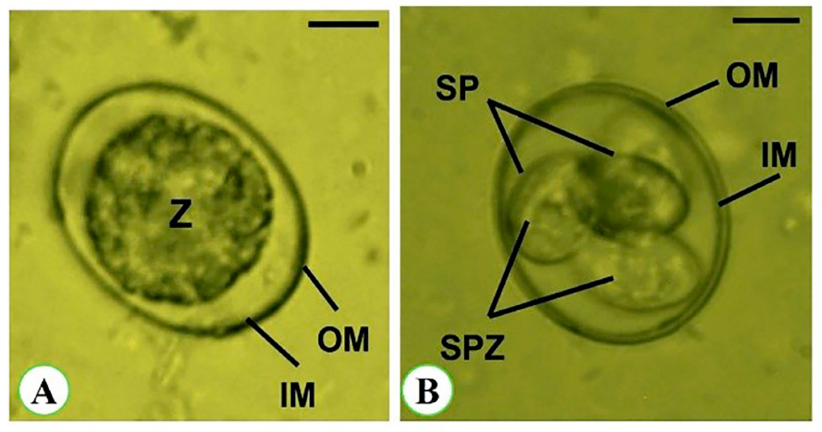 Vetsci 11 00490 g003
